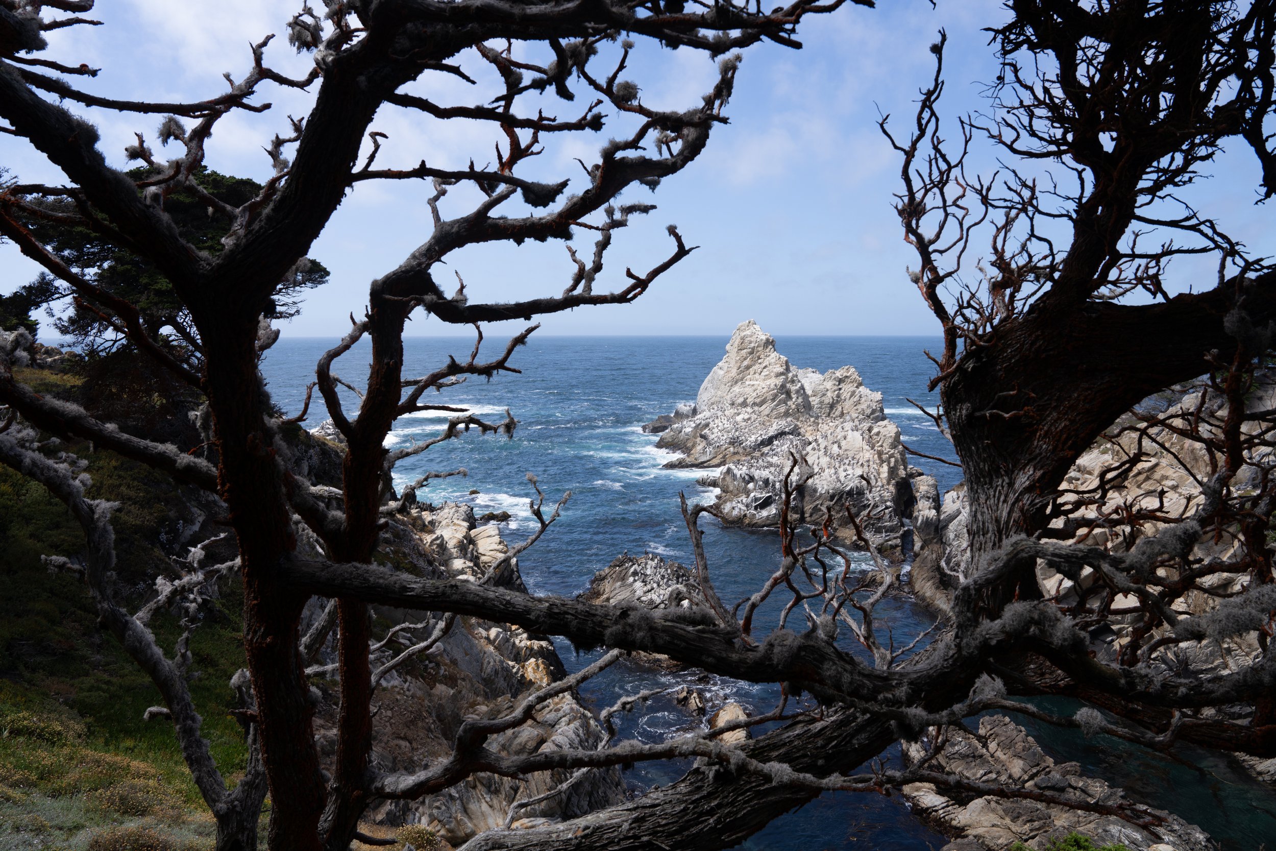 Point Lobos