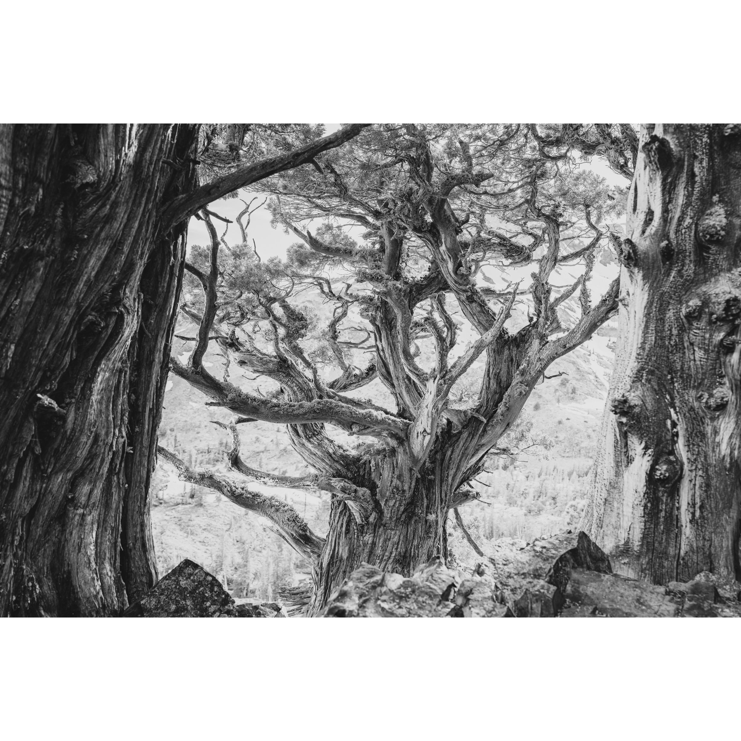 Tree of Life Print