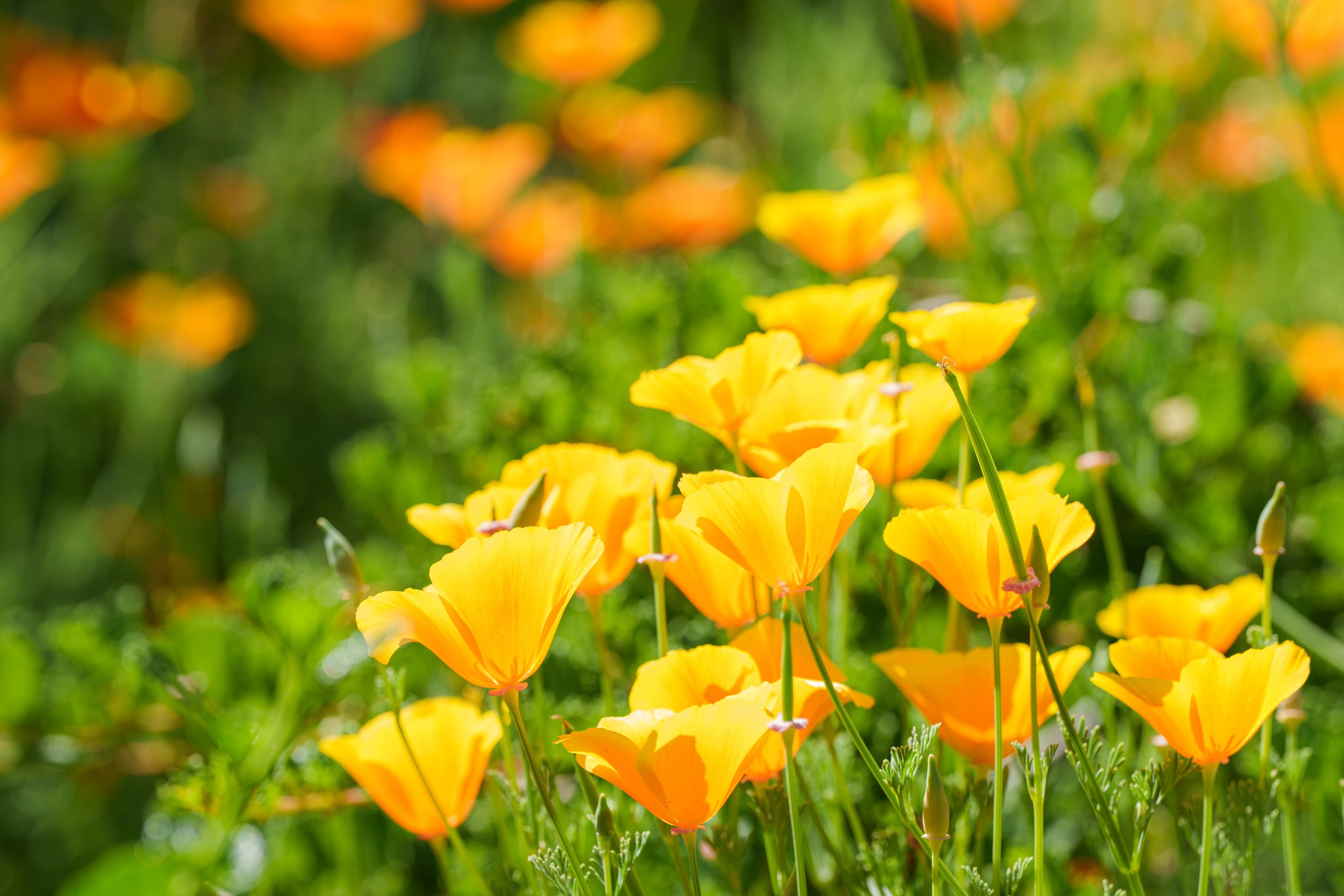 Patrick Sparks-84.jpg