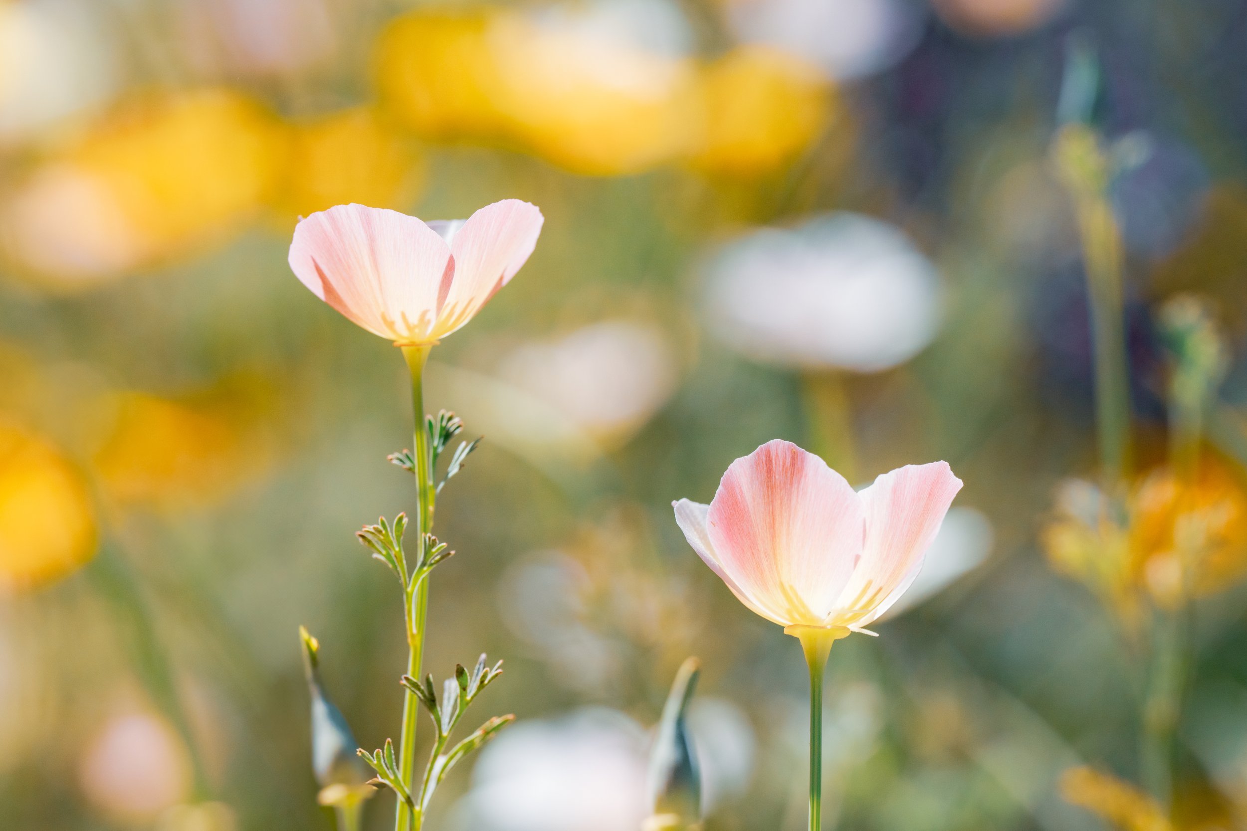 Patrick Sparks-88.jpg