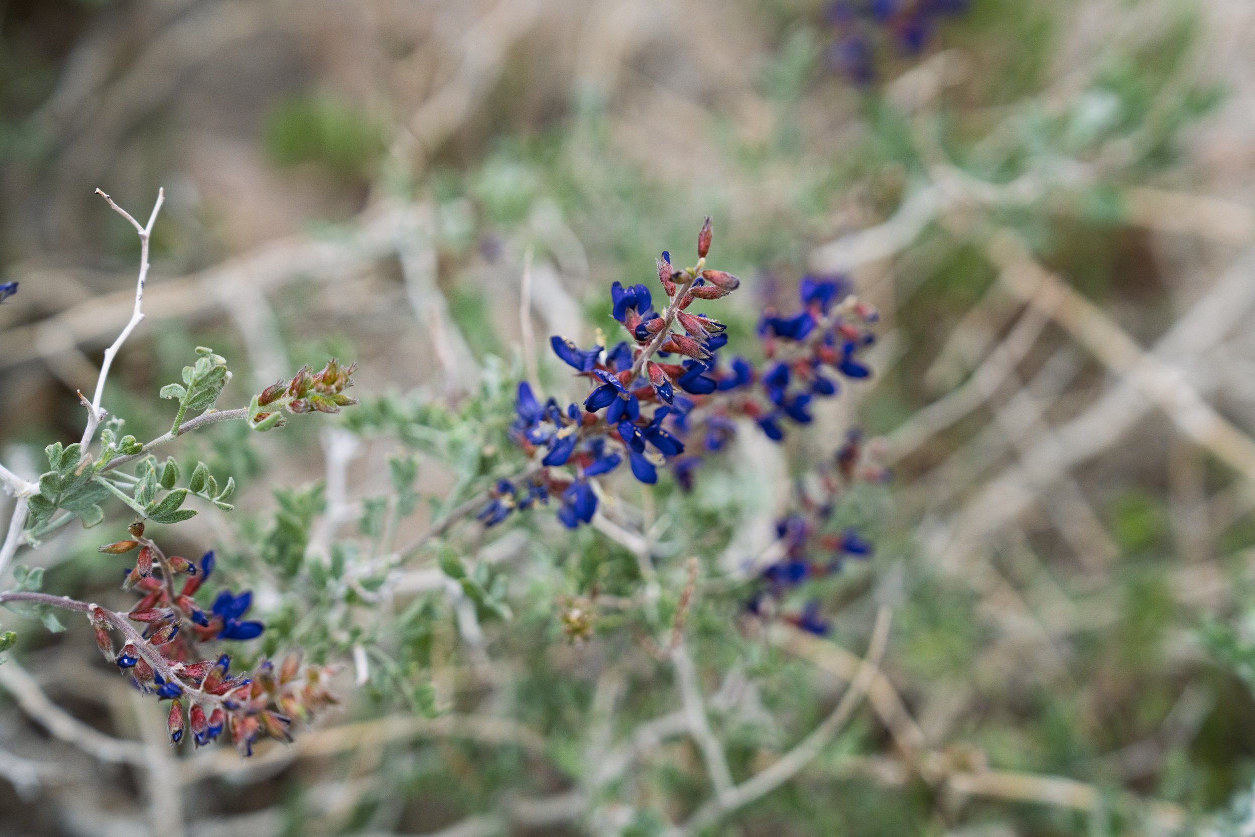 _DSC9955.jpg