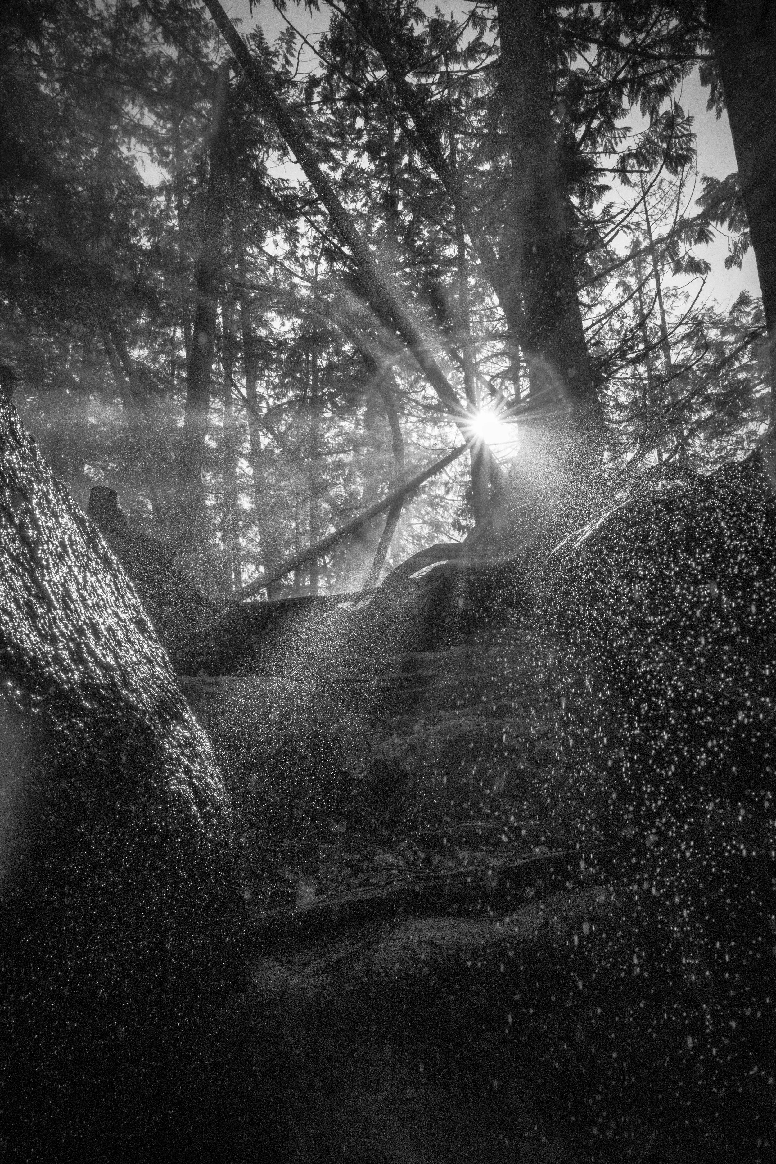 Black and white photograph of a forest with sunlight shining through tall trees, creating rays of light and mist.