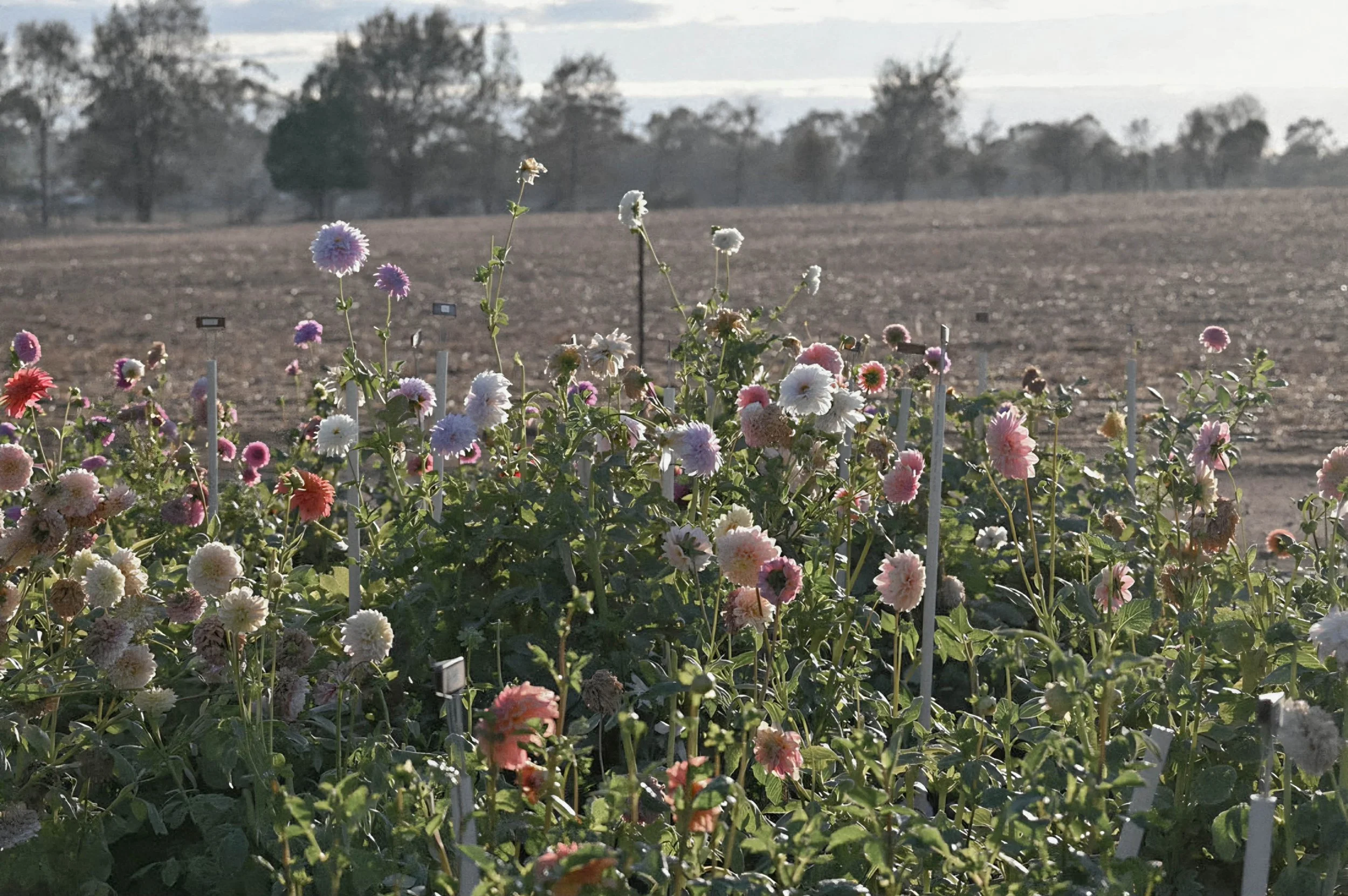Buds & Spuds - Flower Picking & Dinner Experience (Fri 10th April)