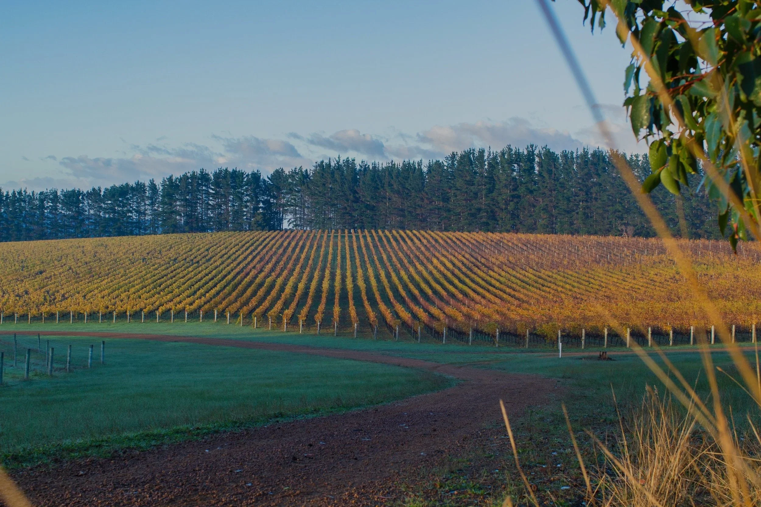 Cape Mentelle Vineyard Margaret River