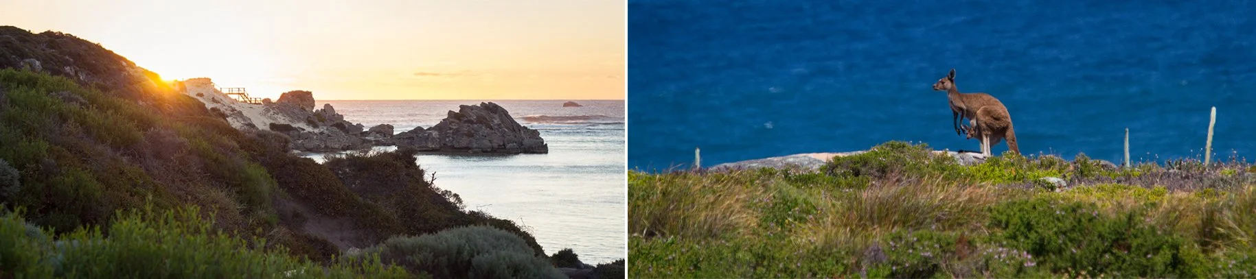 Western Australia Kangaroo