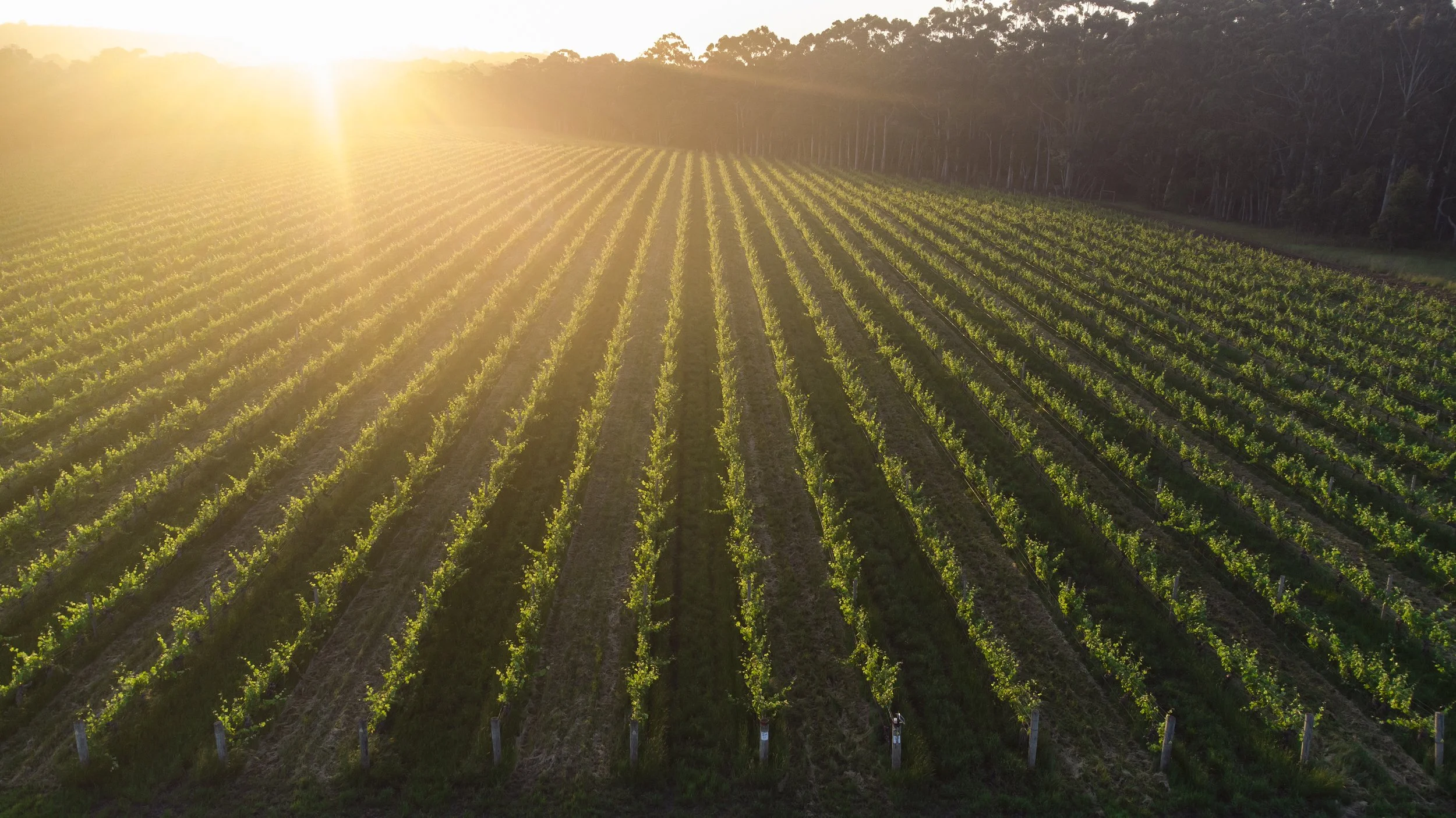 Cape Mentelle vineyard sunrise Margaret River wine region private wine tour destination Western Australia
