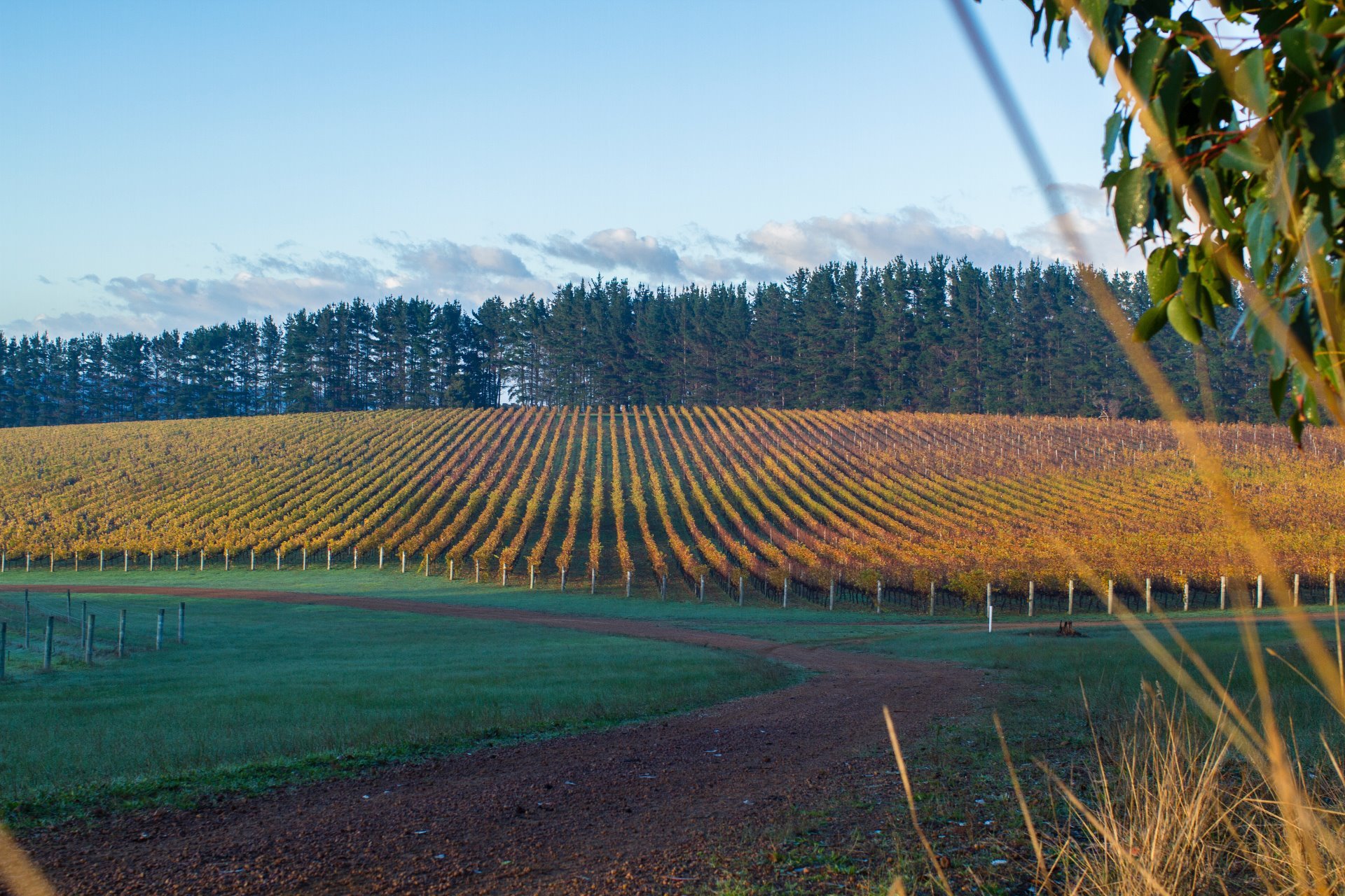 Cape Mentelle Vineyard Margaret River