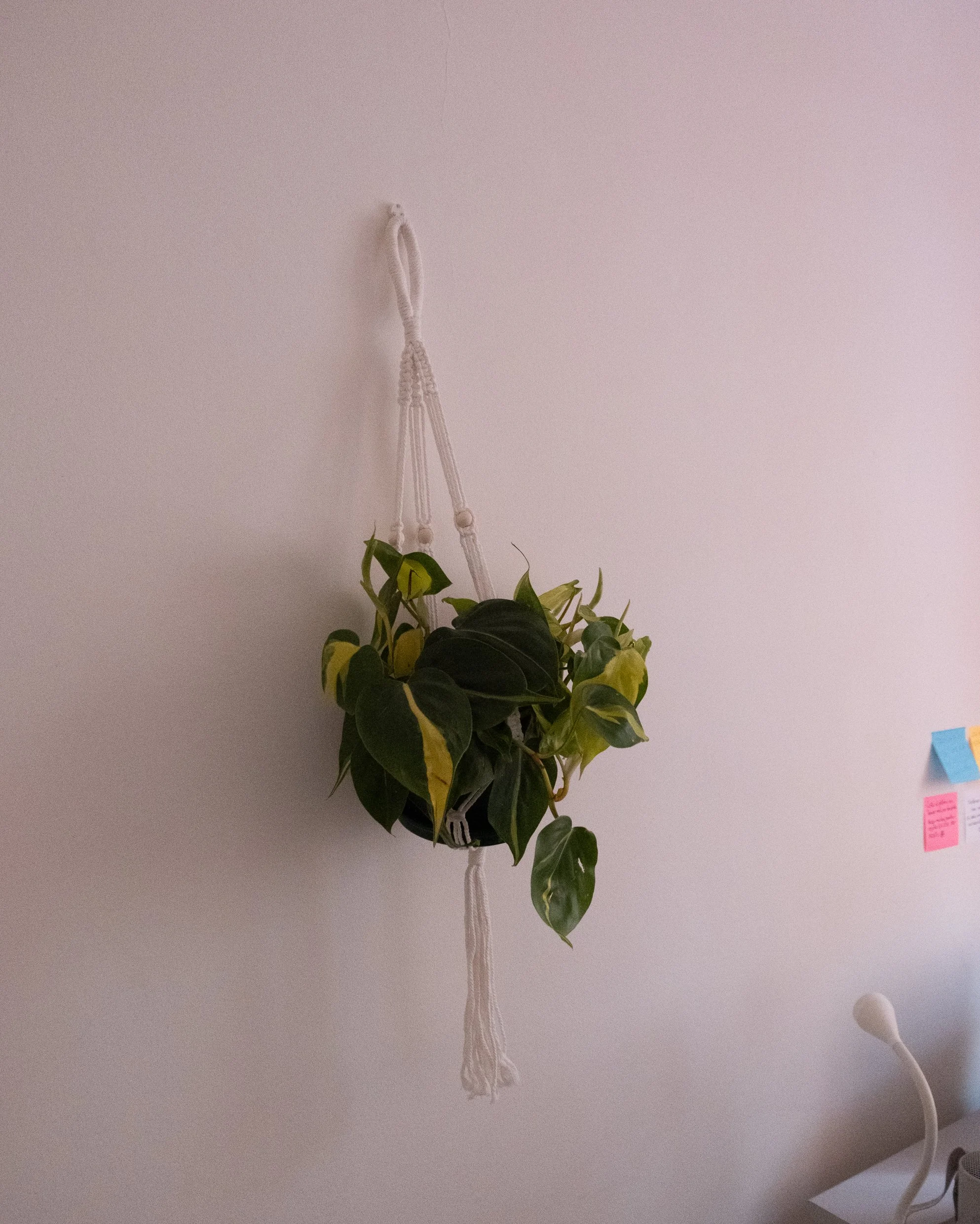 DSCF7668.jpg