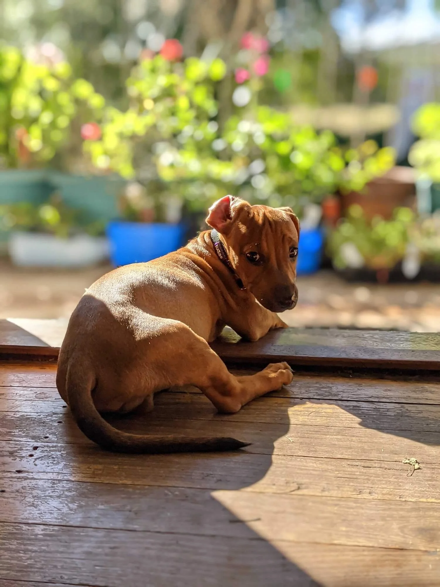 Obi (brown daschund cross) as a puppy lying on a wooden floor, looking over his shoulder at the camera, with sunlight casting shadows, and a blurred background of greenery and colorful pots.