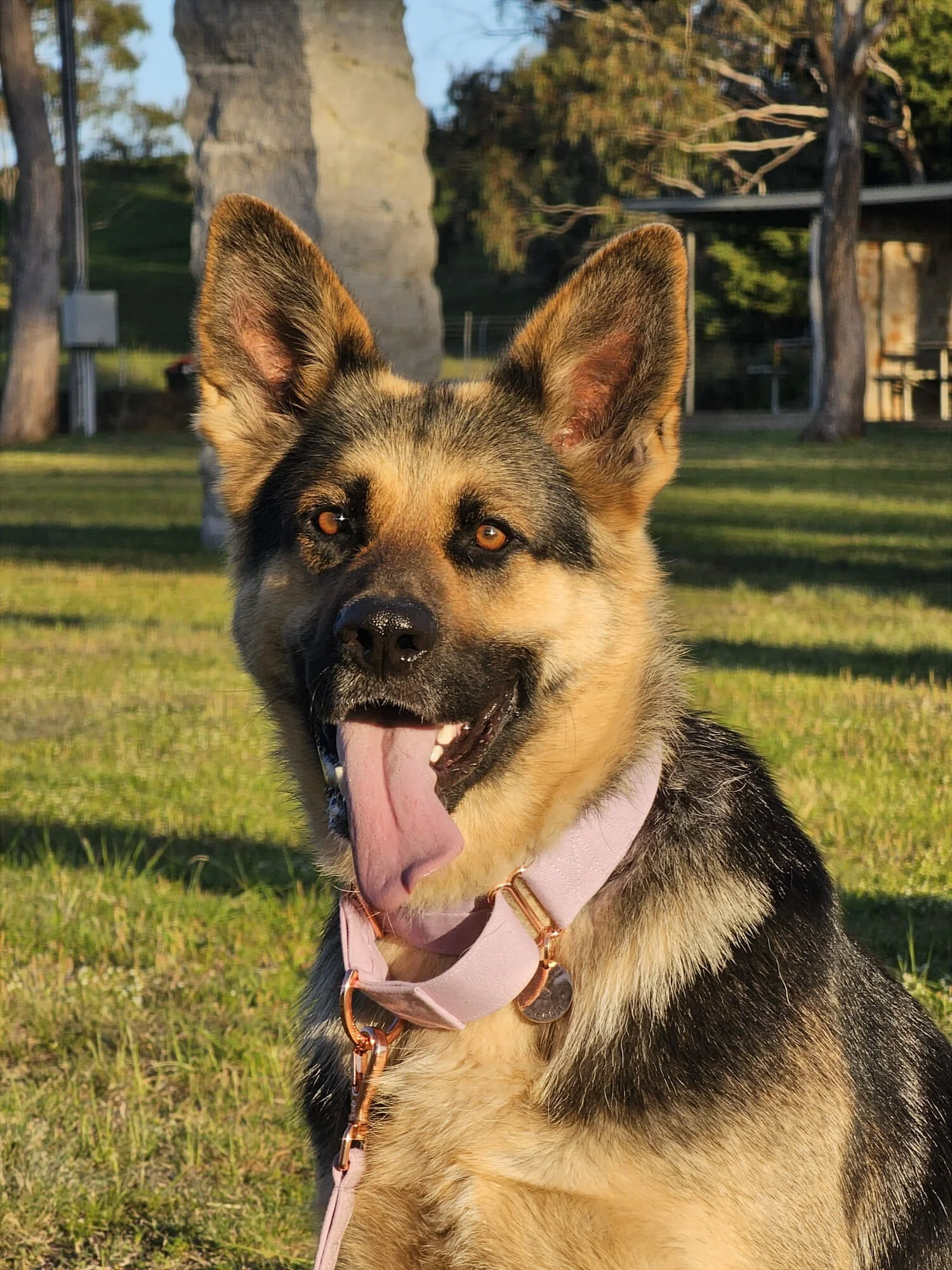 Close up of Mischa, smiling with tongue out, outdoors in a grassy park with trees the background.. She has on a pink collar.