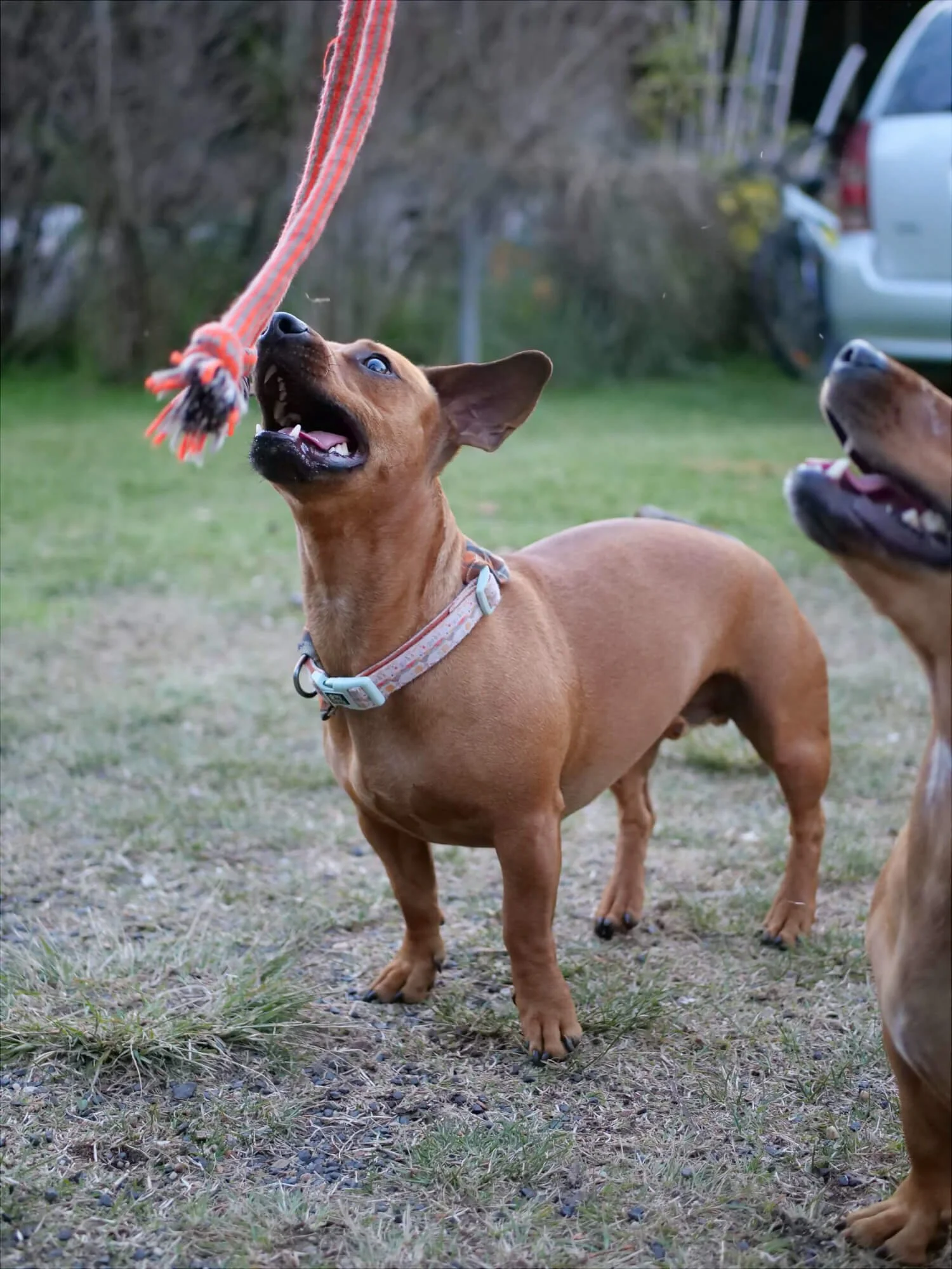 Two brown Dachshund cross Staffy dogs are gazing happily up at someone holding a rope toy. They are waiting to play. There is a background of grass and winter shrubbery.