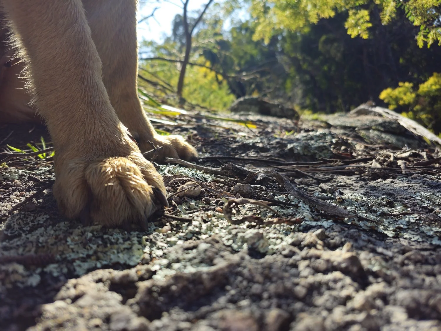 Close-up of a dog's large paws on rocky ground, with trees and sunlight in the background.