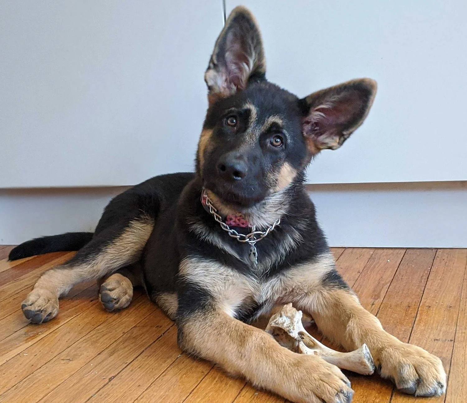 Young German Shepherd pup Misch lying attentively in down position with a meaty bone between her paws. She's lying on a polished hardwood floor in front of grey kitchen cupboards, head tilted, looking at the camera..