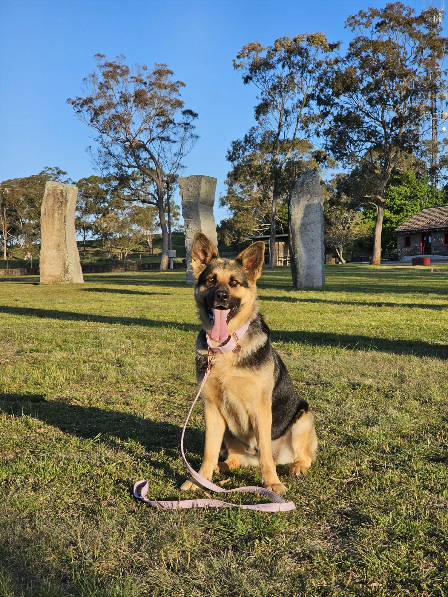 Mischa (black & tan German Shepherd) looking happy sitting on grass in a park with large standing stones, trees, and a building in the background in the afternoon. The stones are casting long shadows..