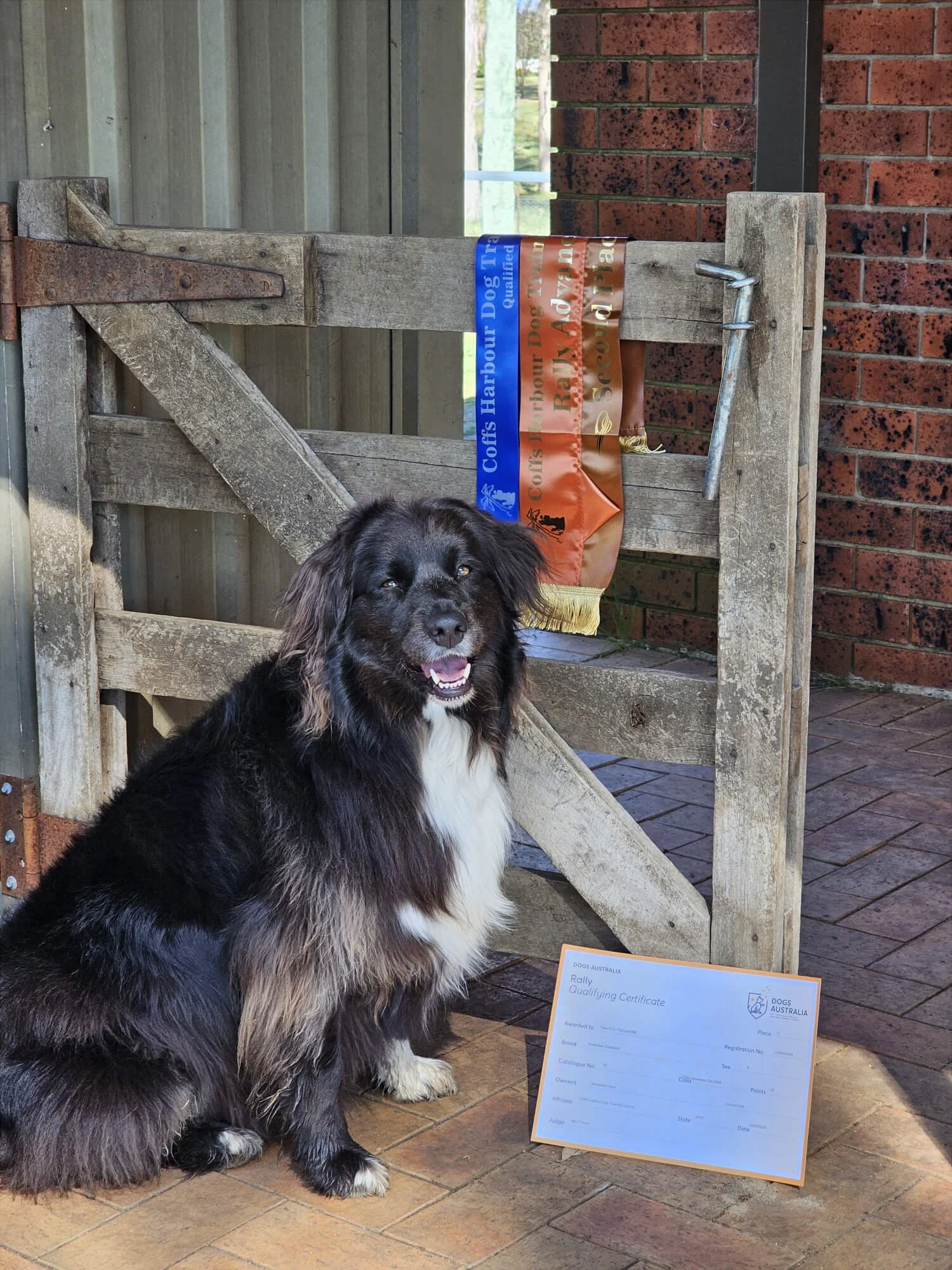 Fable. black & white Aussie Shepherd, sitting on a brick floor in front of a rustic wooden gate. The gate displays a blue and orange ribbon. A qualification certificate is on the ground near her.