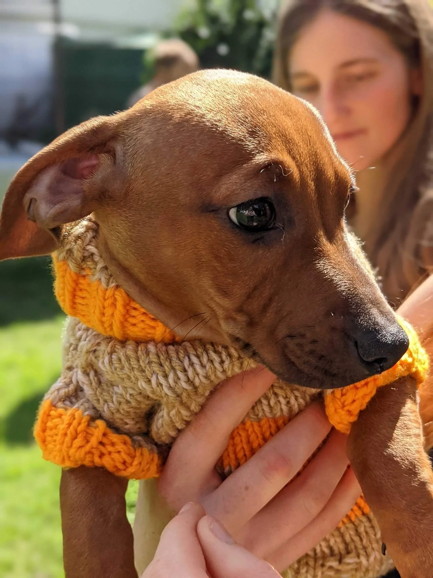 Mini-daschund-pup wearing an orange knitted sweater. He is held up to the camera and is looking shy