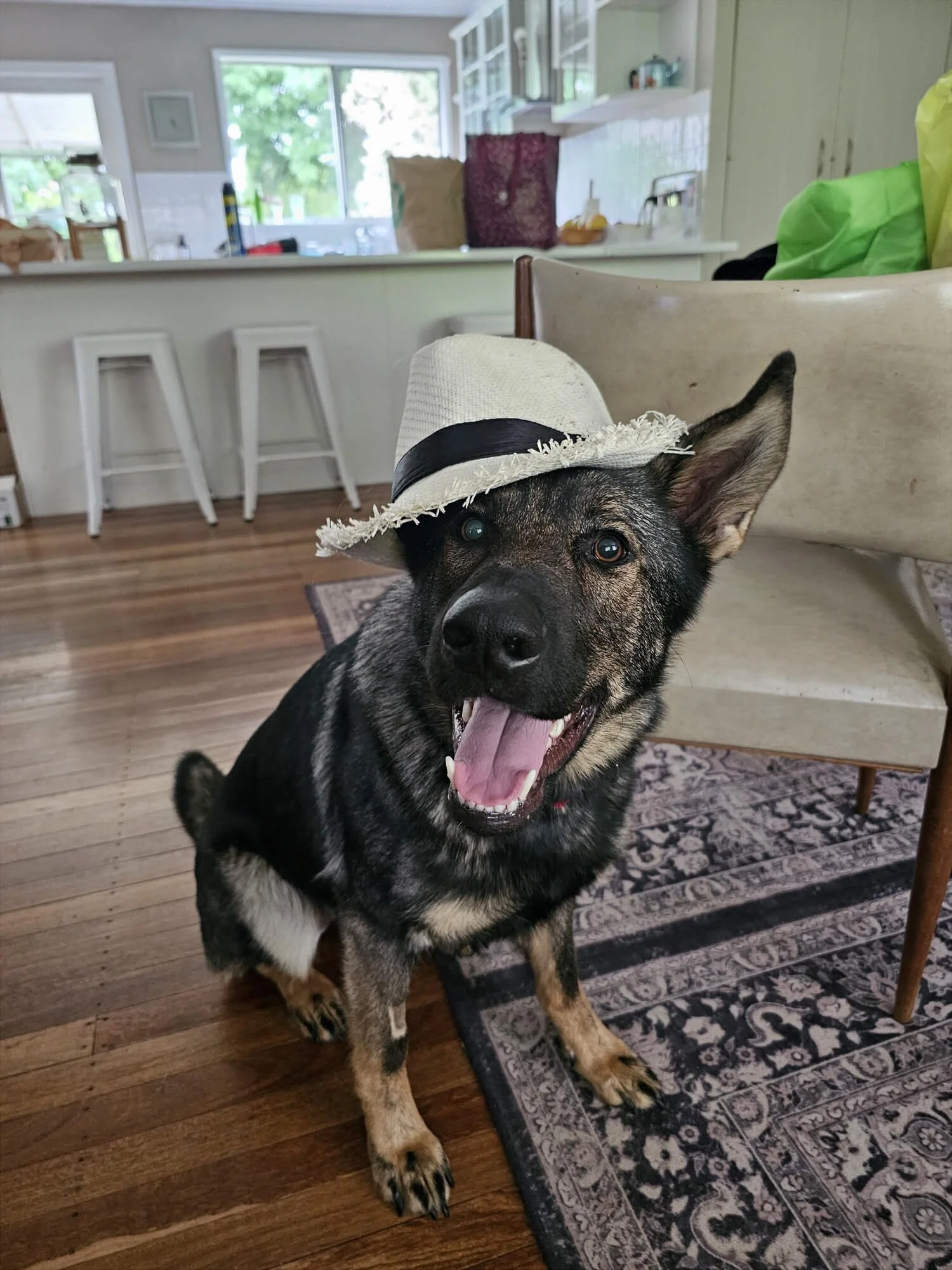 A happy dog wearing a small straw hat with a black band, sitting on a wooden floor in a cozy home interior.