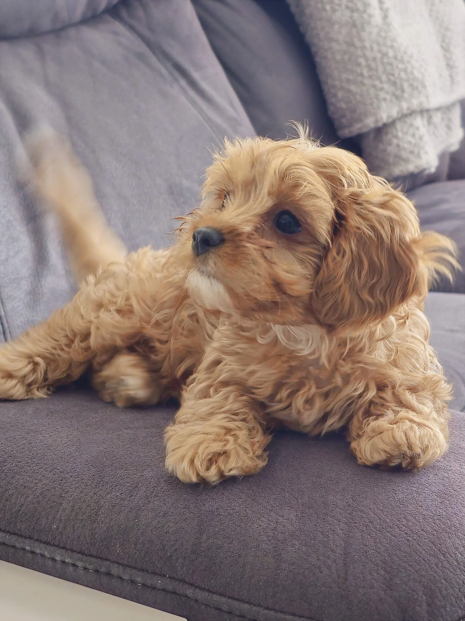 A cute, small, tan-colored puppy lying on a gray couch, looking attentively to the side.