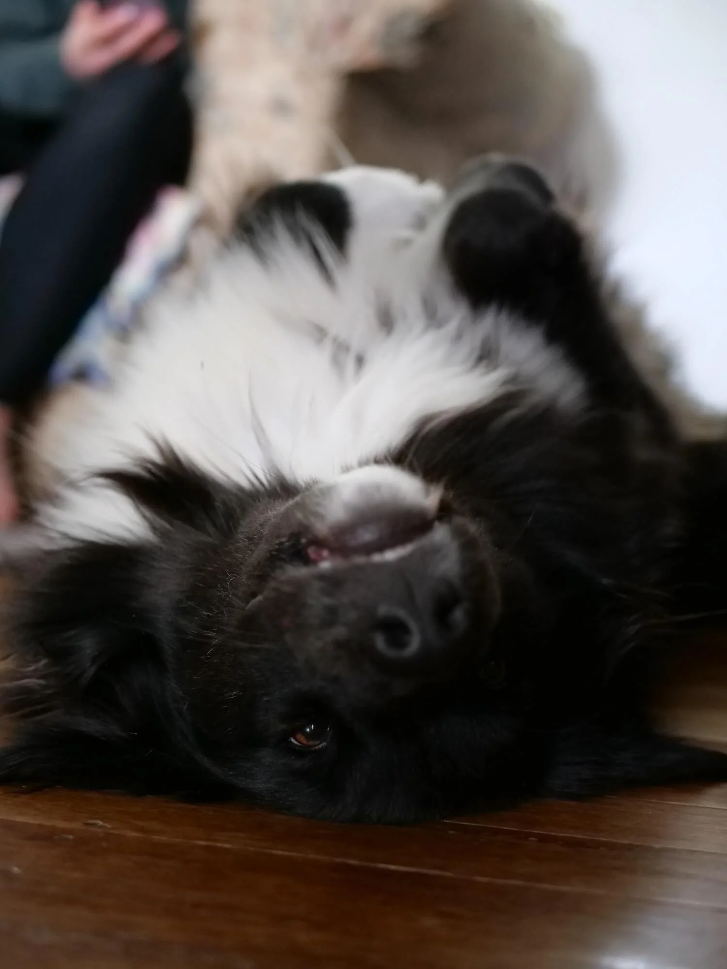 Fable is lying upside down on a board floor, black paws tucked into her black & white fluffy fur. She is lying with her nose towards the camera and a tiny bit of pink lip is showing as she watches the photographer.
