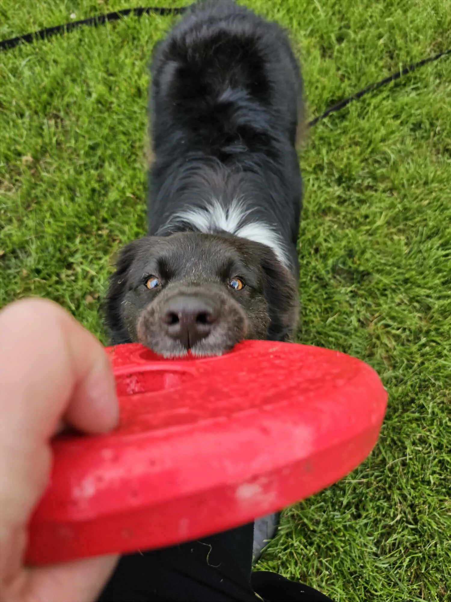 Alex is playing tug-of-war with a red frisbee with Fable (Black and white Aussie Shepherd). Photo is from Alex's point of view and Fable looks lovingly up at Alex over the frisbee. Background of green grass.