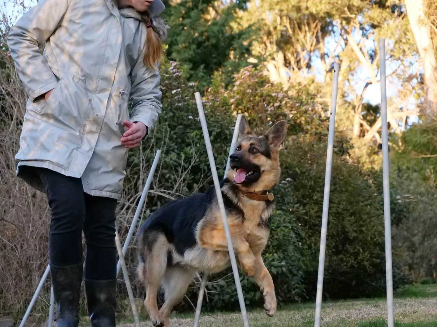 Misch bouncing through weave poles, tongue hanging out