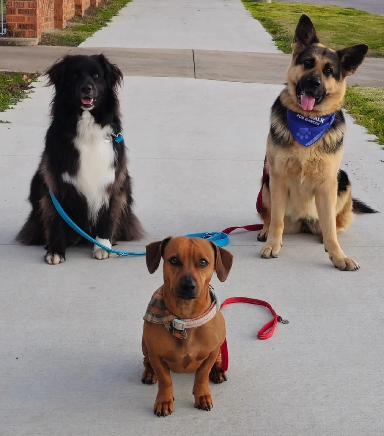 Three well-trained dogs waiting happily in sit position on a sidewalk. Fable (black and white Australian Shepherd) on the left, Mischa (black & tan German shepherd) on the right, and Obi (brown Daschund cross in the front.