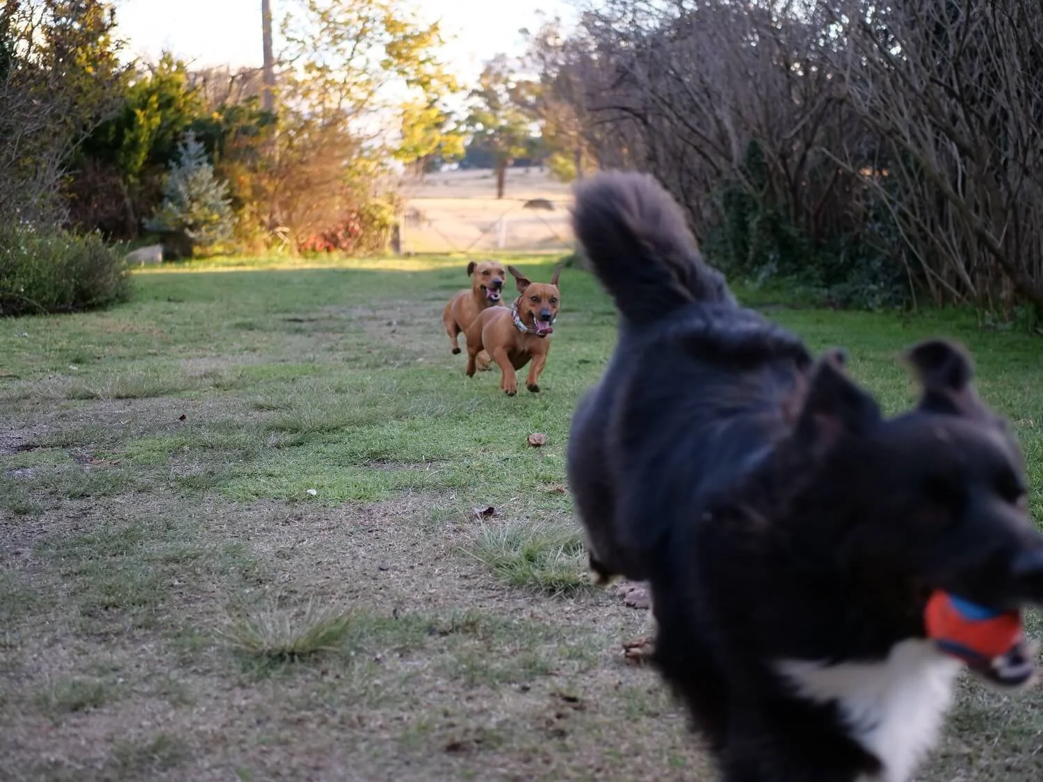 Fable (black & white Aussie Shepherd) running with red ball in her mouth, chased by Milo and Obi (brown daschund/staffy crosses). They are running on green grass next to a  tall hedge, with sunlight and paddock in the background.