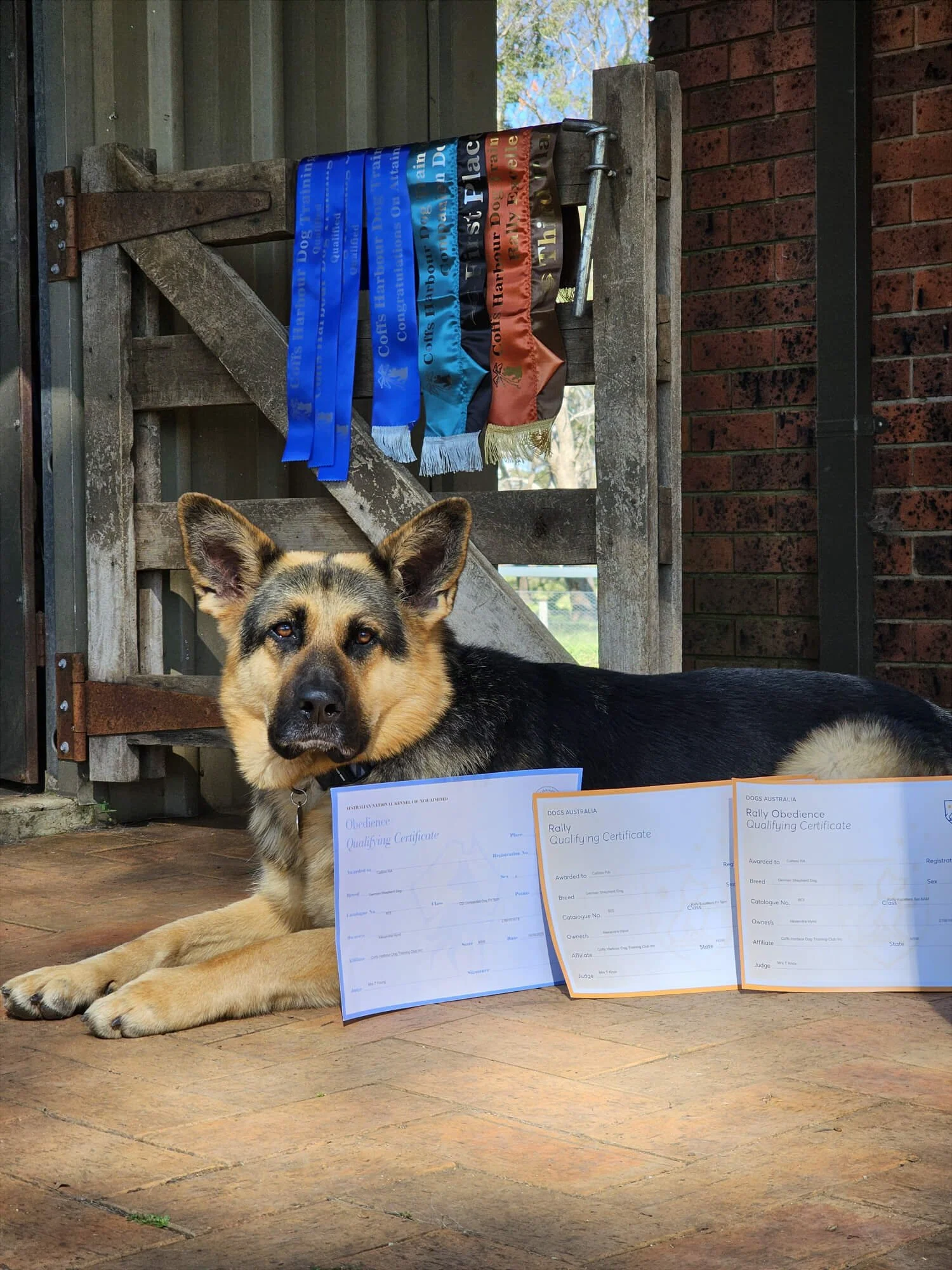 Mischa lying on a wooden floor with three qualifying certificates in front of her and colorful ribbons hanging on a wooden gate behind her