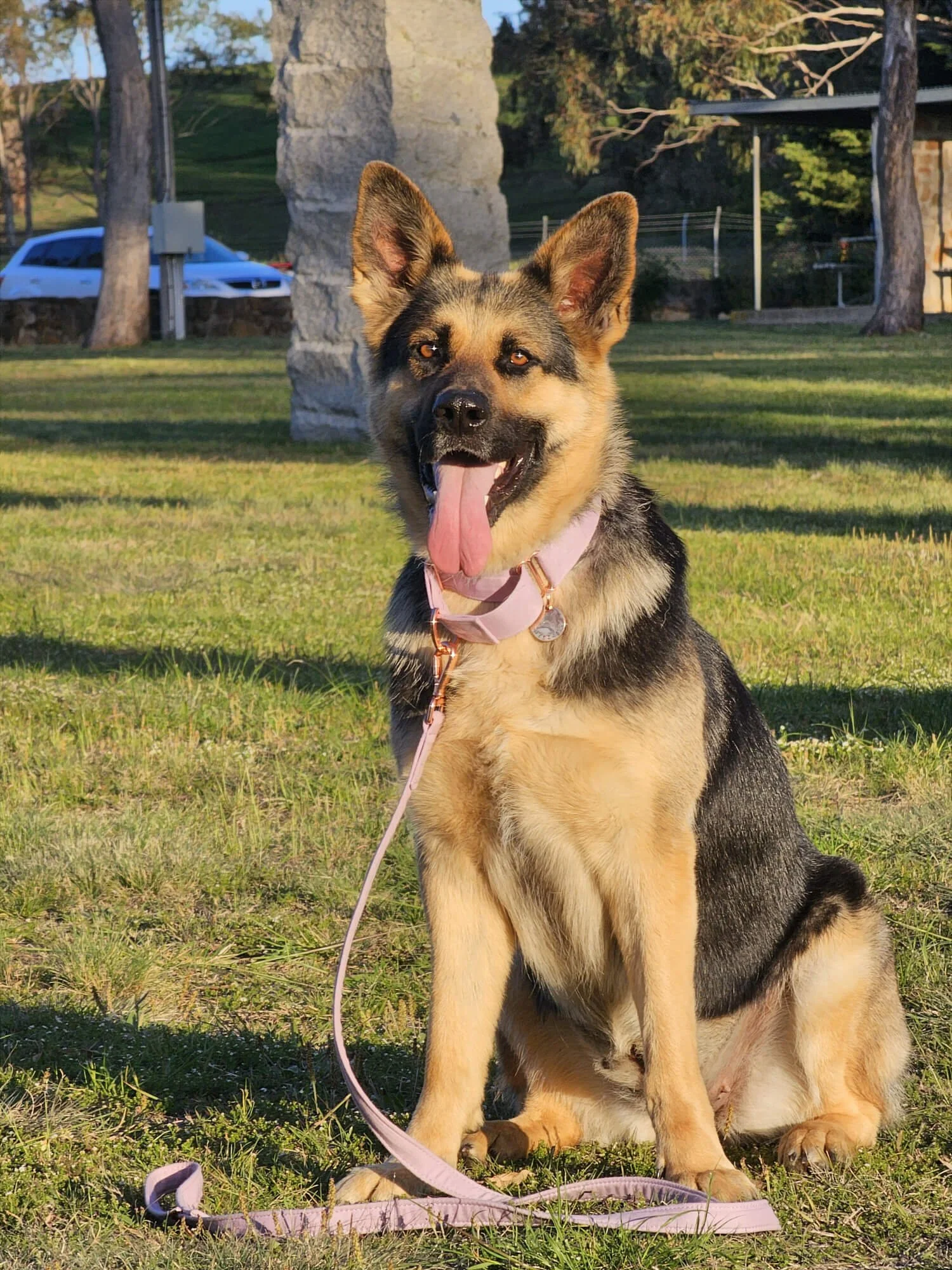 Mischa on grass in a park in sit position. She has a smiley face with tongue out, outdoors in a grassy park with trees the background.. She has on a pink collar.