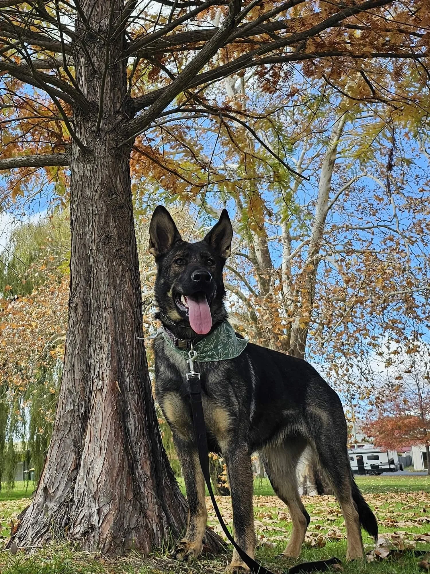 Addi standing by a plane tree in autumn with golden leaves on the tree. She has a green kerchief around her neck and her tongue is hanging out. She is facing forward and looking slightly past the camera