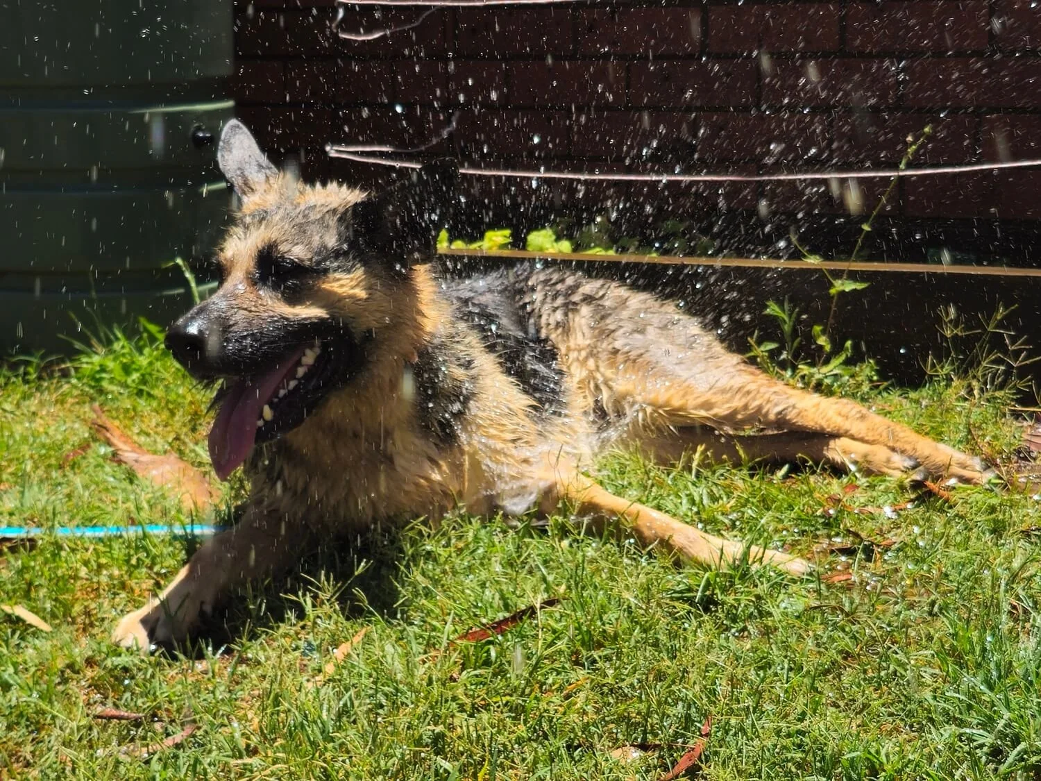 Mischa (black & tan German Shepherd) is cooling off in a spray of water.. She's lying on green grass and water droplets are spraying around her in the sunlight.
