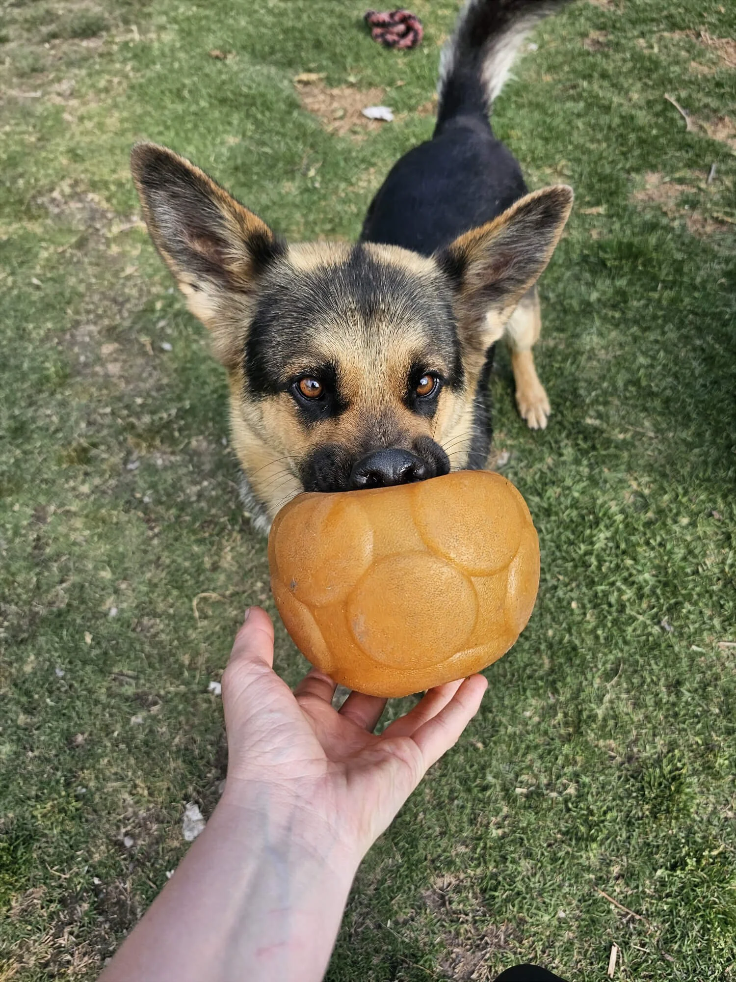 A dog with tan and black fur and large ears is sniffing a giant rubber toy that resembles a football, held by a person's hand on a grassy area.