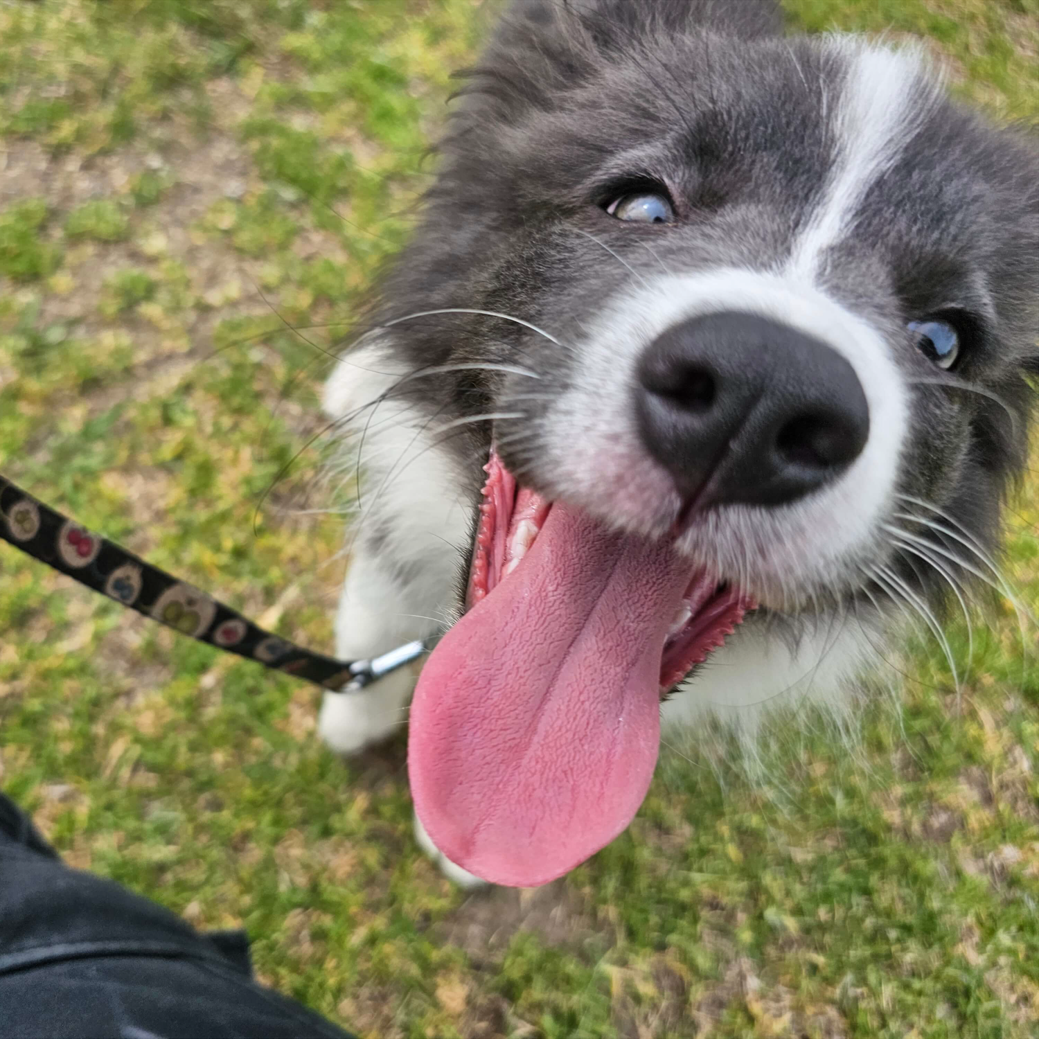 Close-up of a happy dog with its tongue out, on a black lead, outdoors on grass.