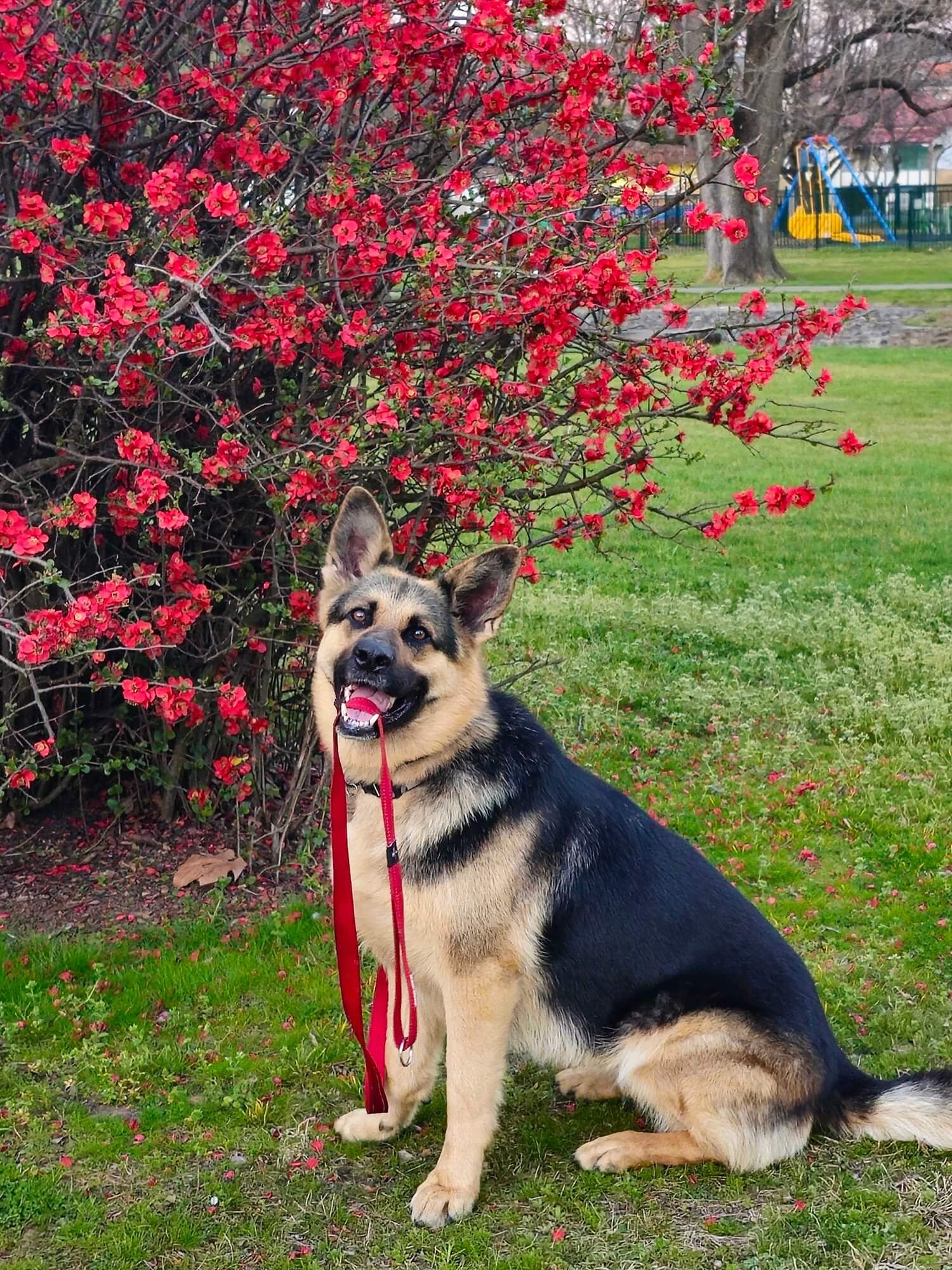Mischa posing in sit position by a red blossom plum tree with red lead in her mouth, she is facing left and looking at the camera