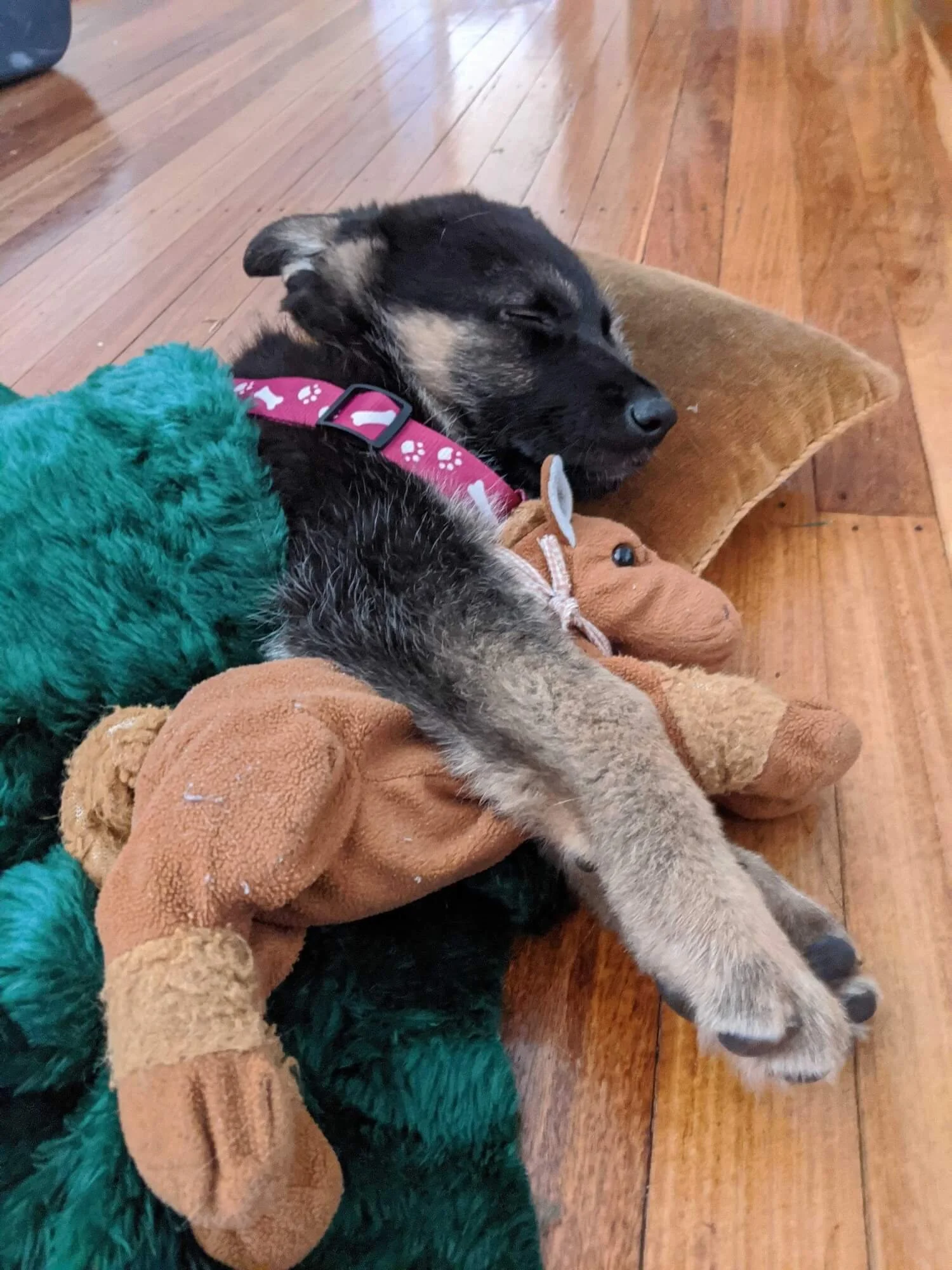 Tiny black & tan German Shepherd Mischa as an 8 week old pup asleep on a wooden floor. She has on a pink collar and her head is on a small cushion. She has a fluffy dark green blanket tucked over her and a brown stuffed toy horse under her paw
