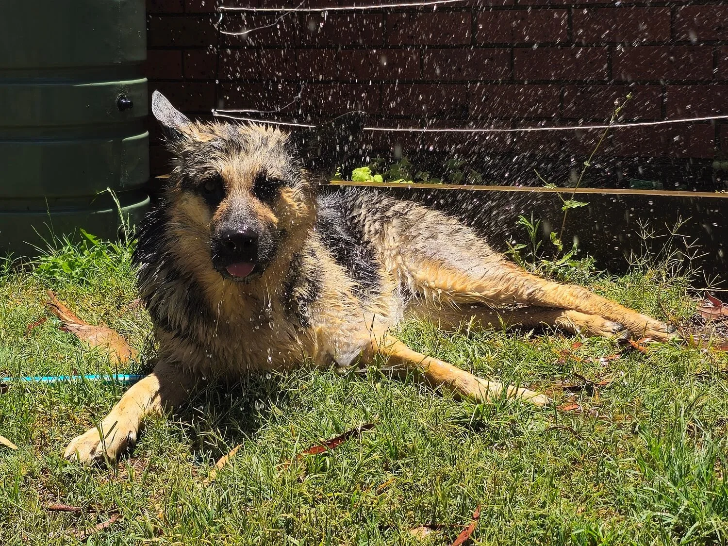 Misch (black & tan German Shepherd),  all wet and lying on grass in sunlight, with water splashing around, next to bushes and green garden hose.