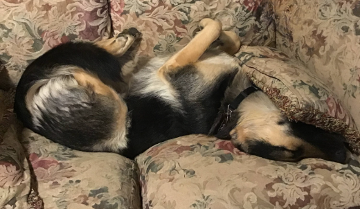 Young Mischa asleep, lying upside down on a beige floral fabric lounge. She has her paws in the air and a small floral cushion has fallen over her nose
