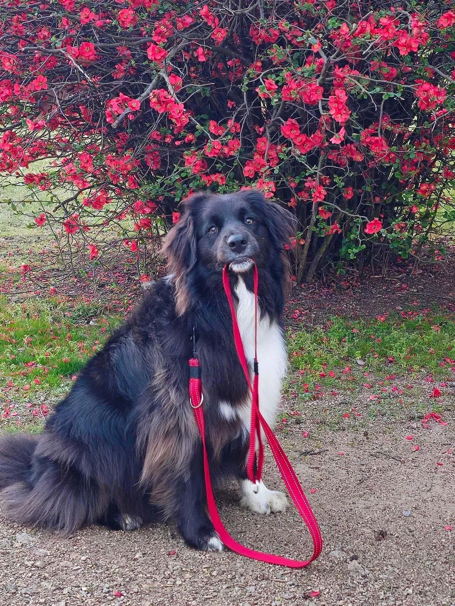 Fable posing in sit position by a red blossom plum tree with red lead in her mouth, she is facing right and looking at the camera