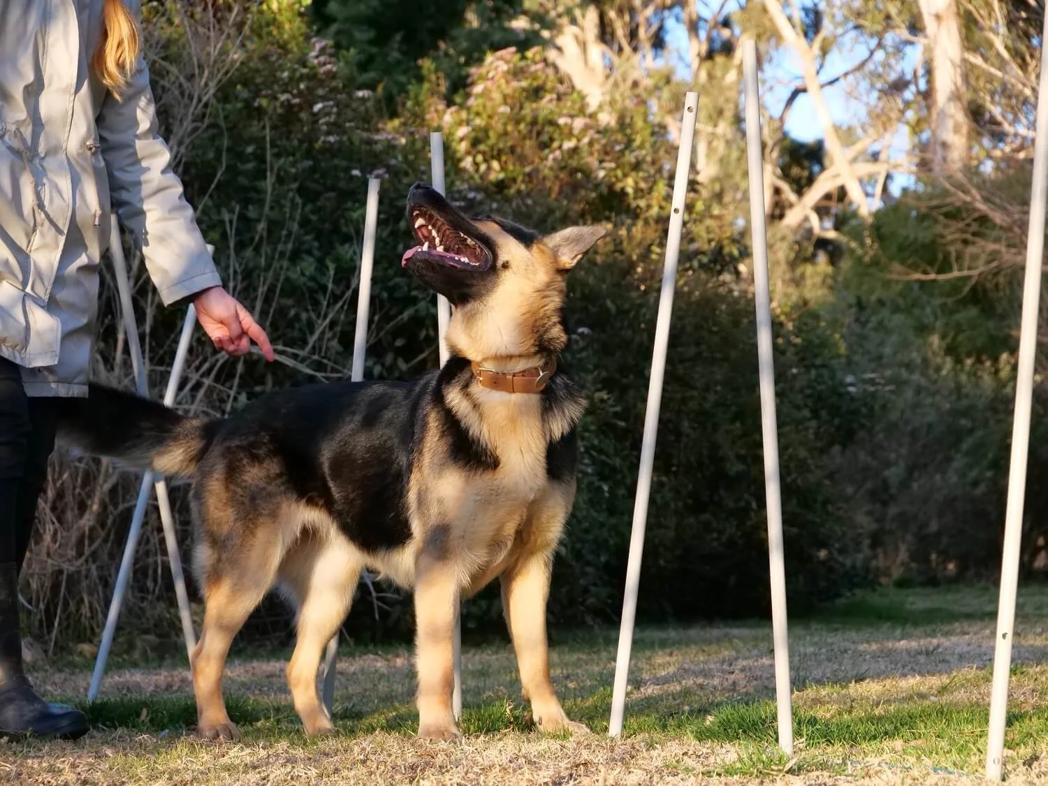 Misch standing next to weave poles looking back over her shoulder at Alex, asking what to do next.