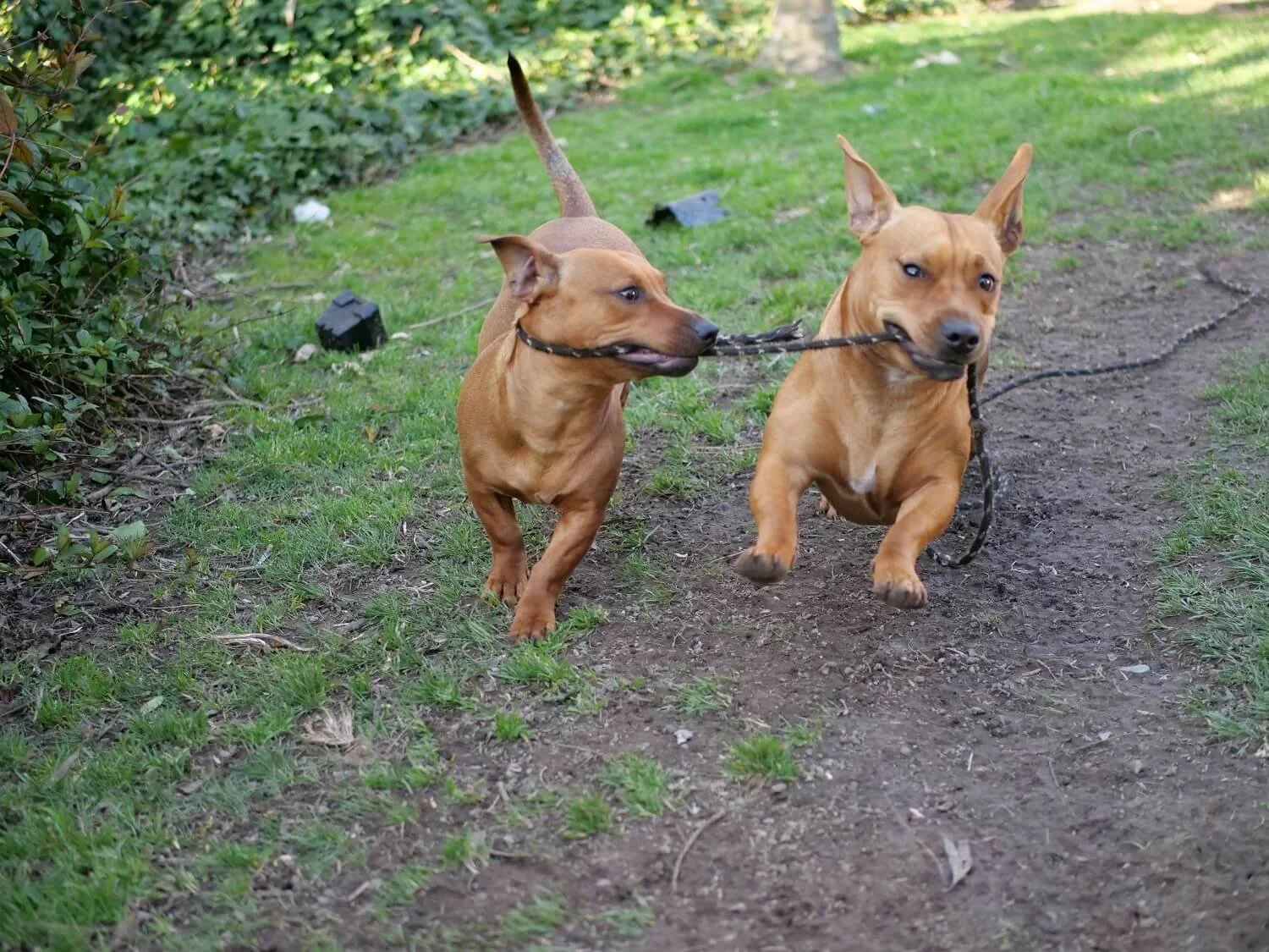 Two brown daschund-staffy dogs running on green grass with a rope in their mouths playing tug. Their tails and ears are flying. Obi is smaller, on the left, brother Milo is on the right.