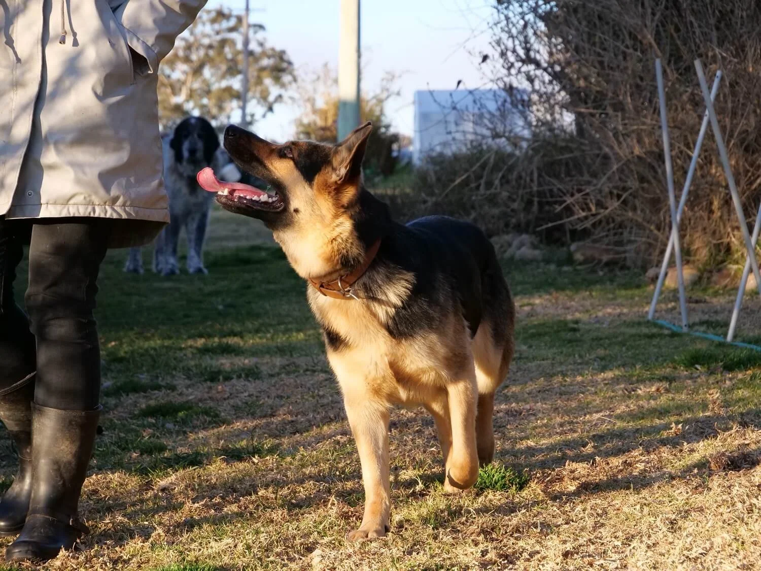 Mischa watching Alex closely for direction as they approach the weave poles