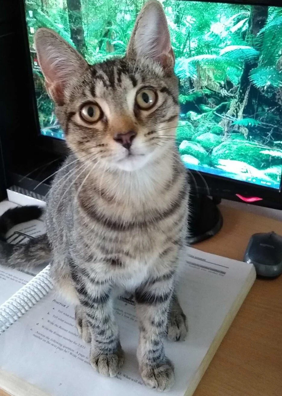 The Purrfect Website