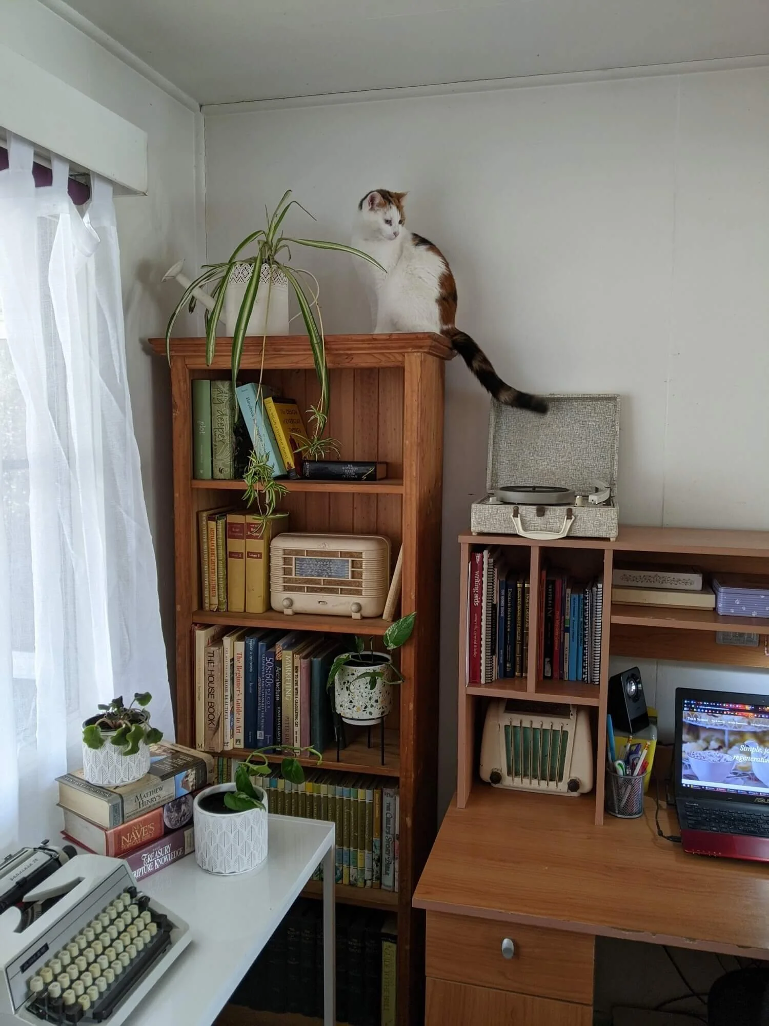 Flossie the cat watching Too Many Cats Web designer Ngaire at work