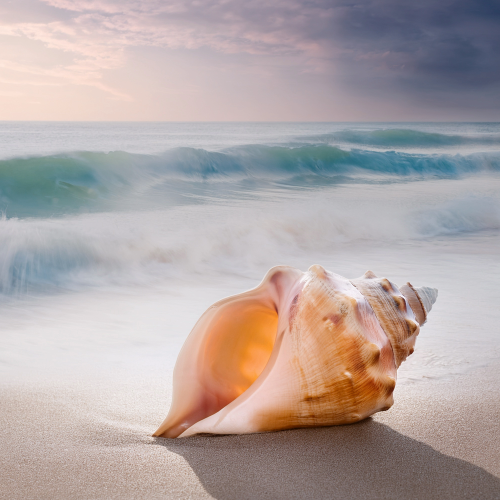 A large seashell on the sandy beach with ocean waves and a cloudy sky in the background.