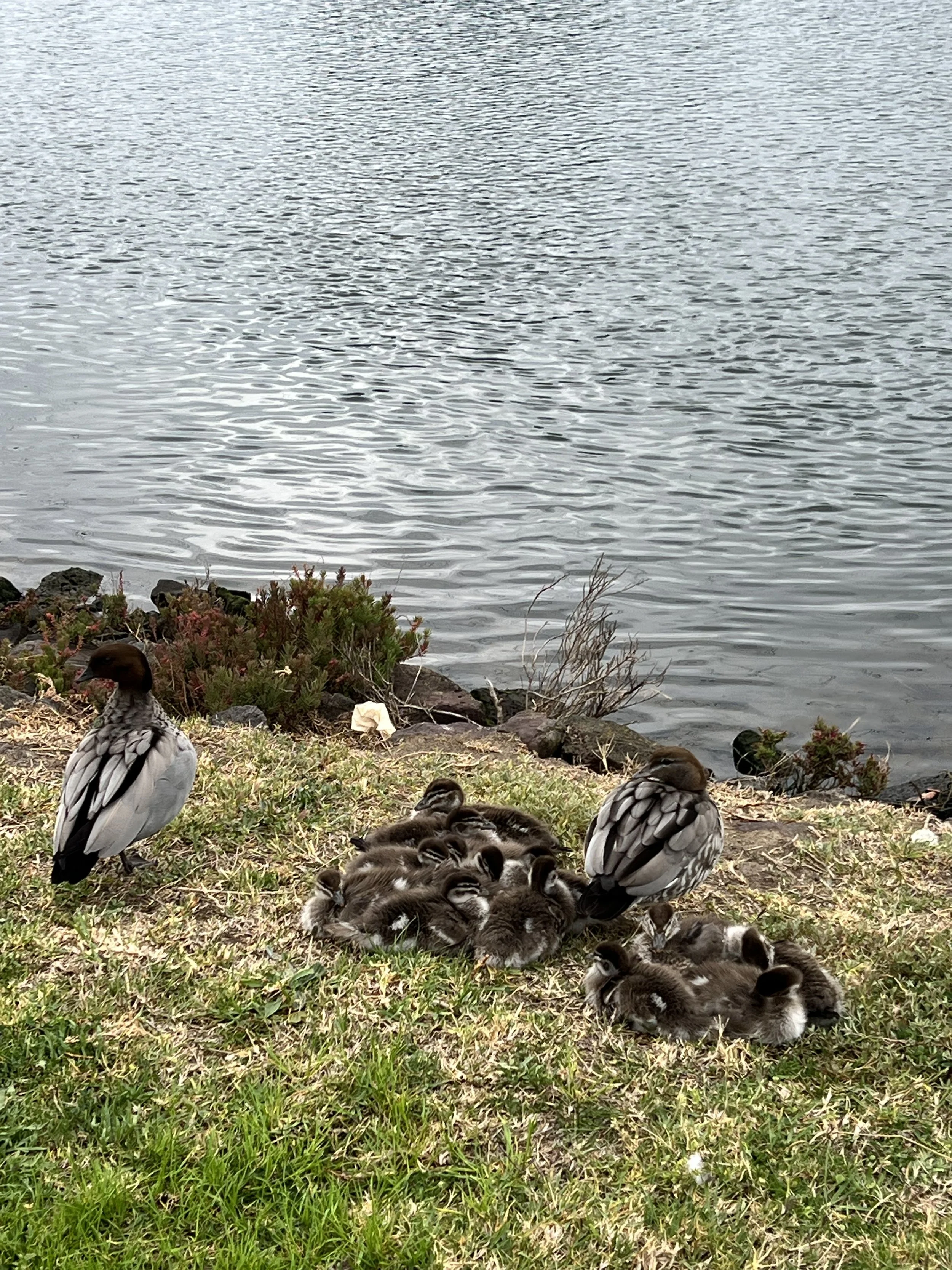 Image 3: Spring Time Cuddles