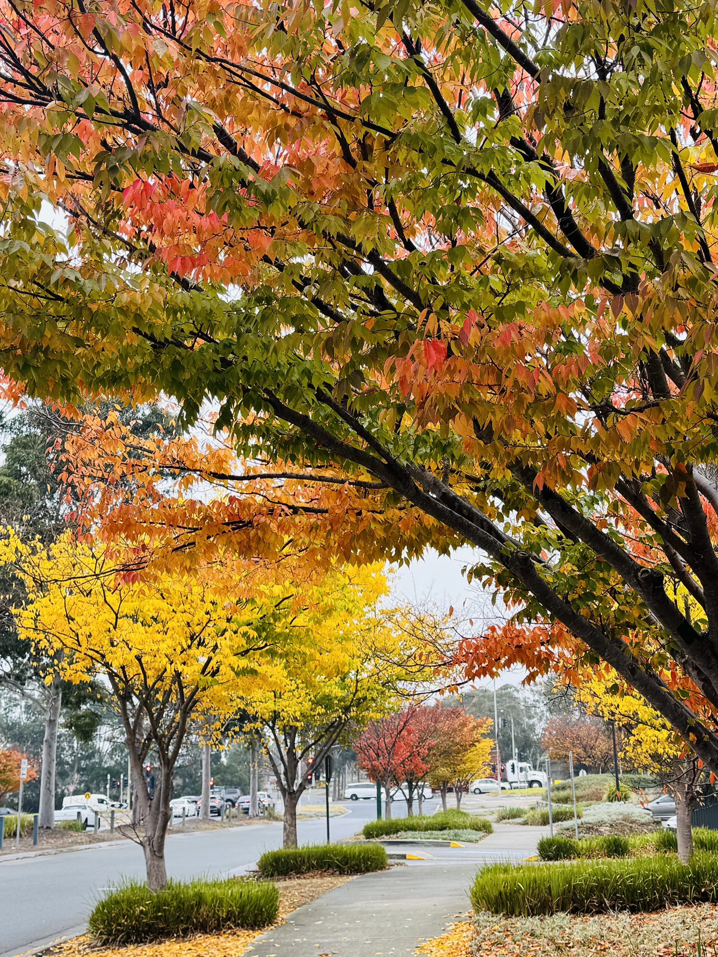 Image 5: Winter in Lynbrook