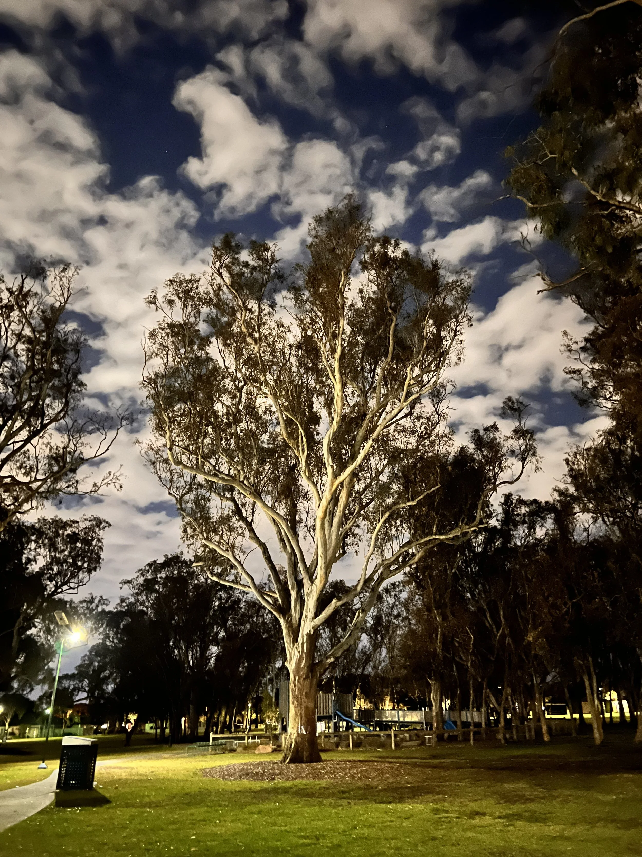 Image 8: Tree of Life