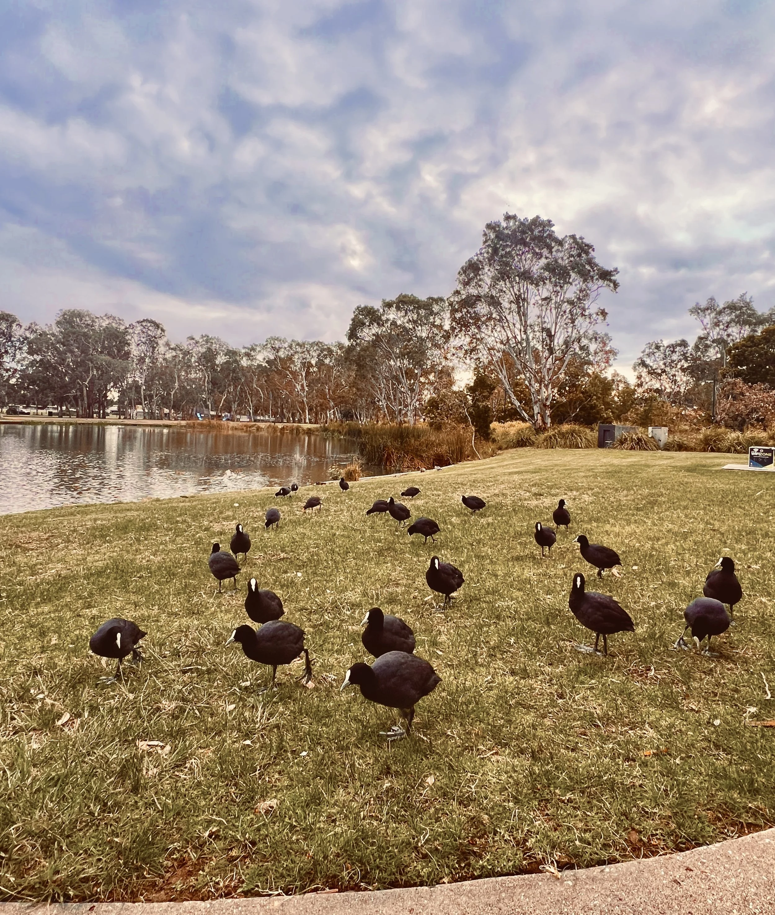 Image 10: Morning Huddle at the Lake