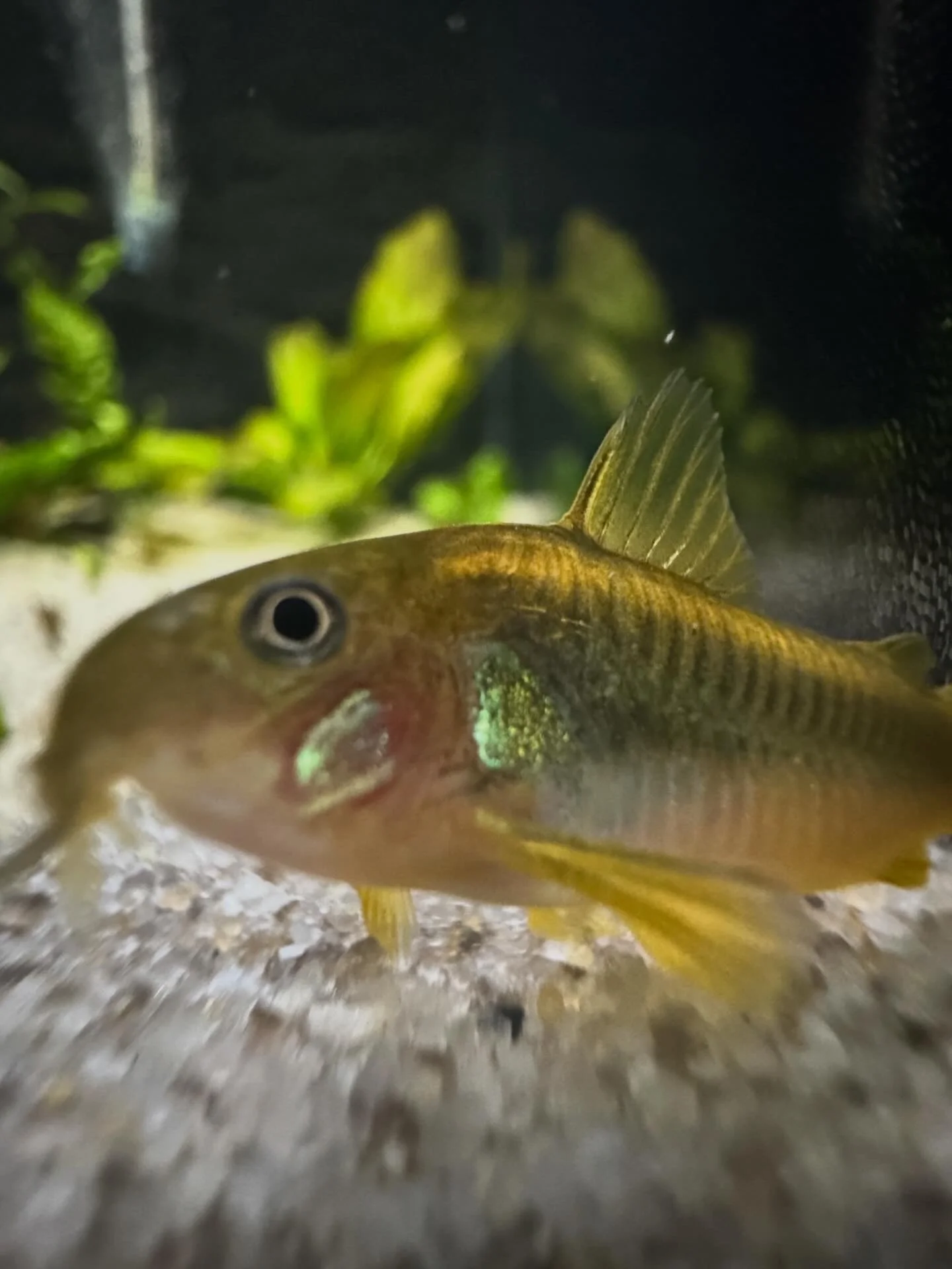 Gold Laser Corydoras