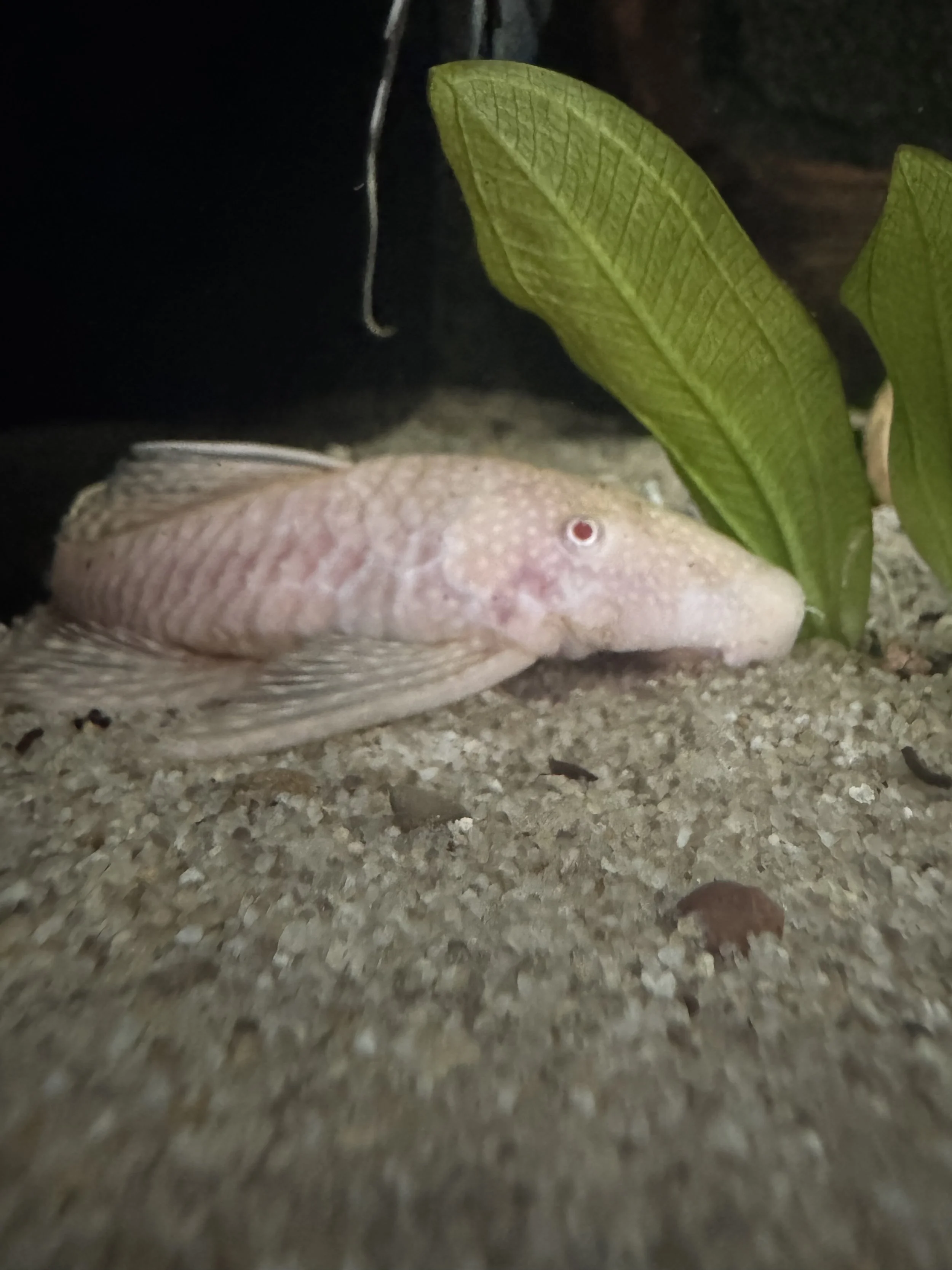 Albino Bristlenose (3cm)